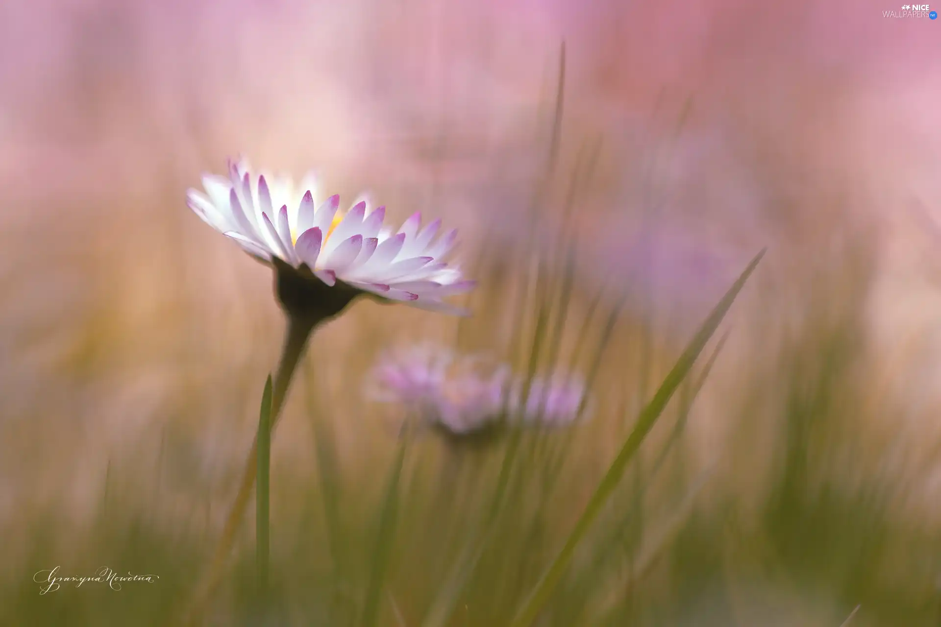 Flowers, daisies, White