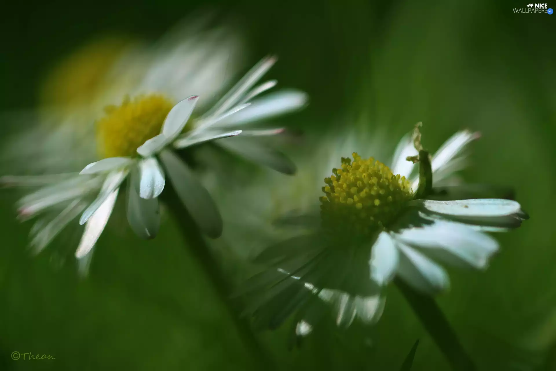 Flowers, daisies, White
