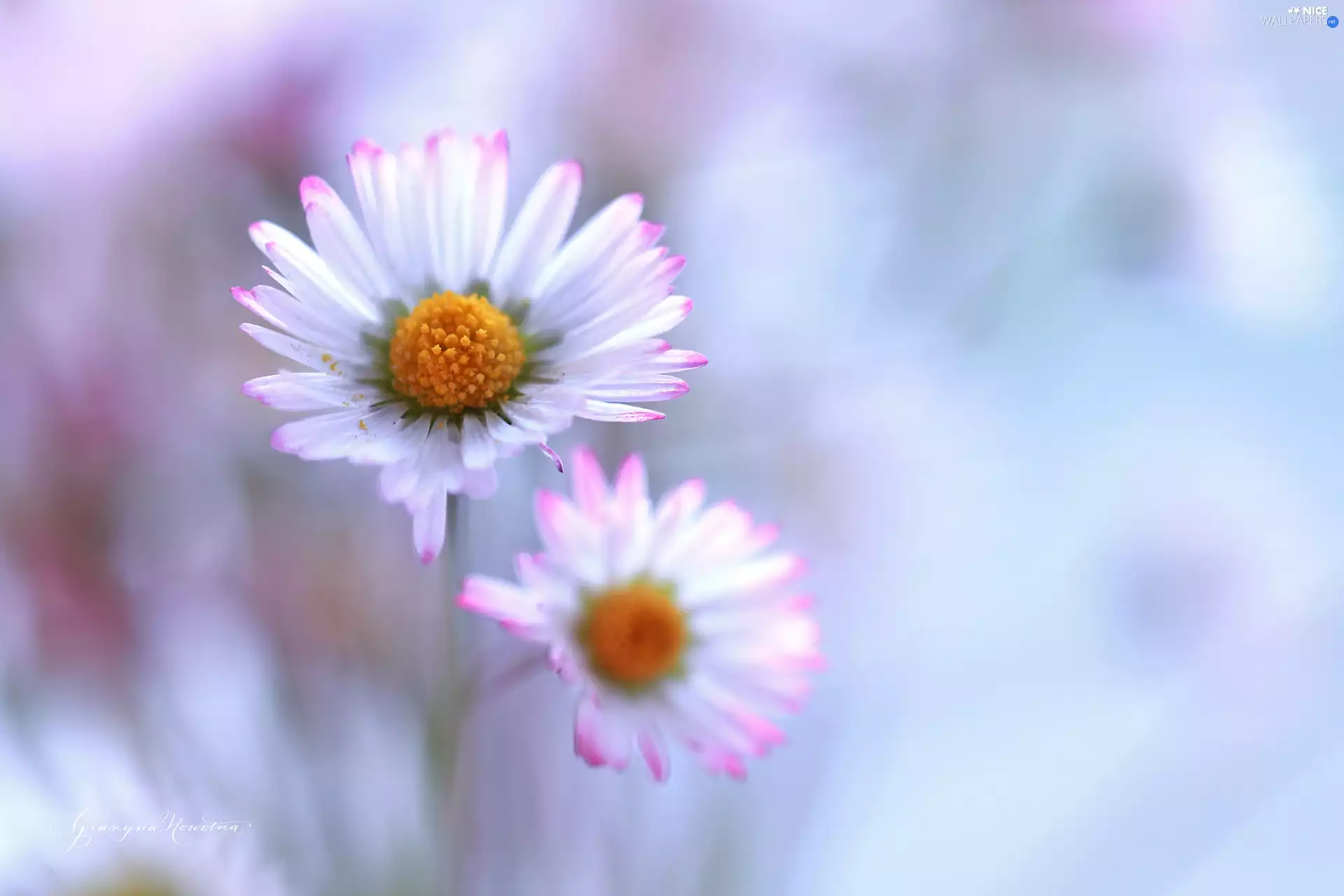 Flowers, daisies, White