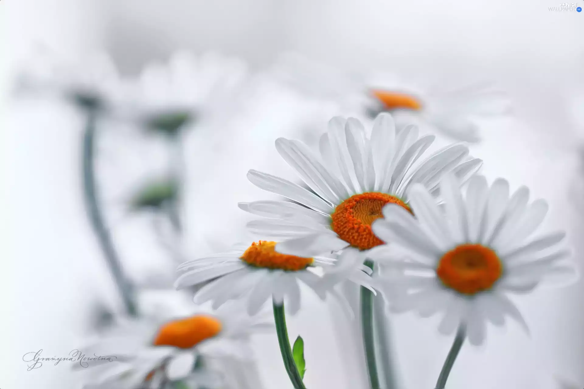 Flowers, daisy, White