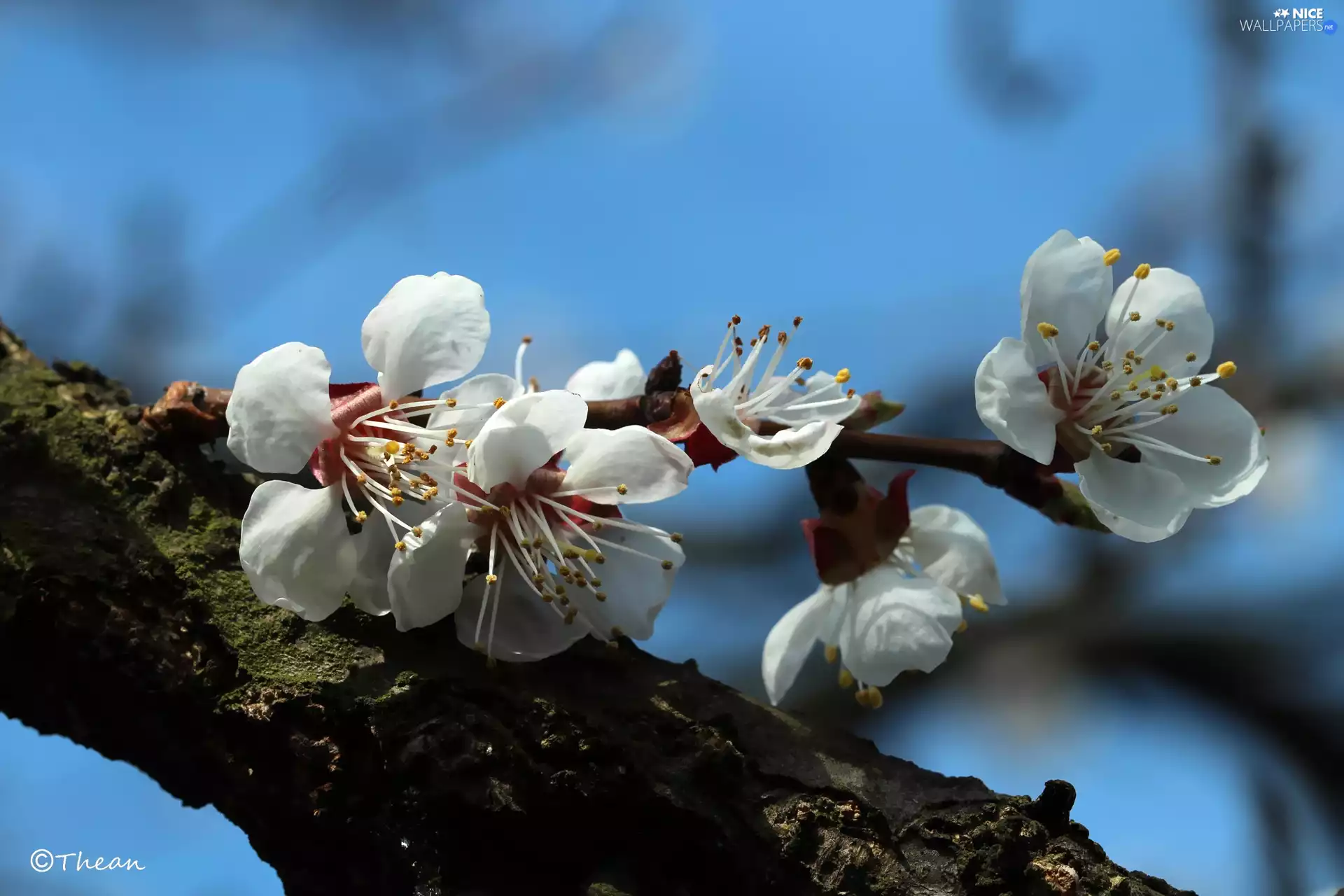 White, trees, fruit, Flowers