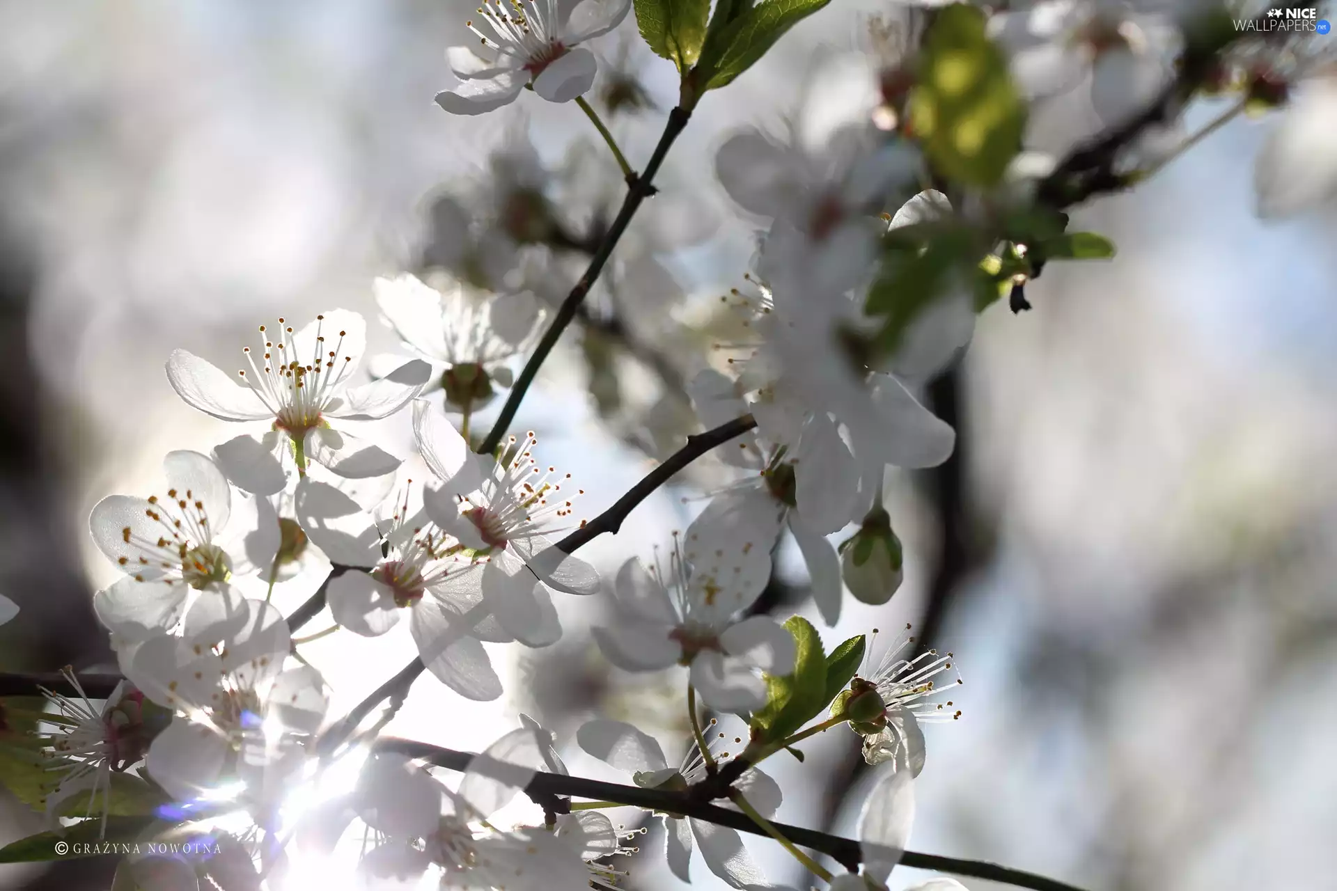White, trees, fruit, Flowers