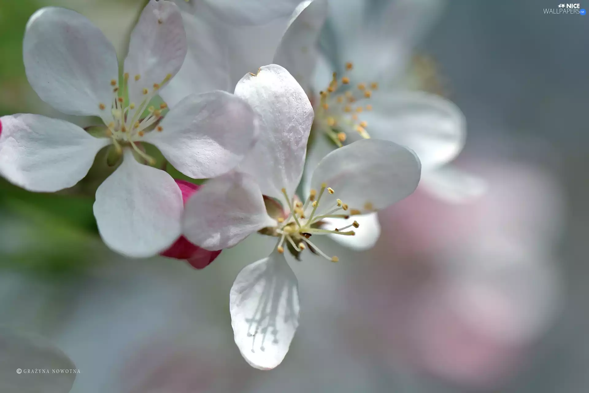 White, trees, fruit, Flowers