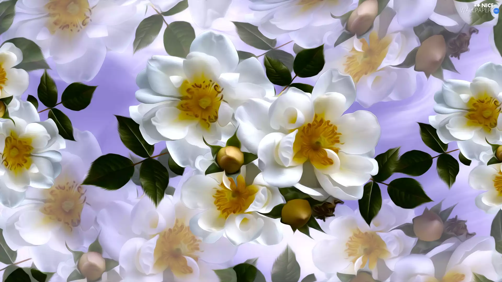 White, Briar, graphics, Flowers