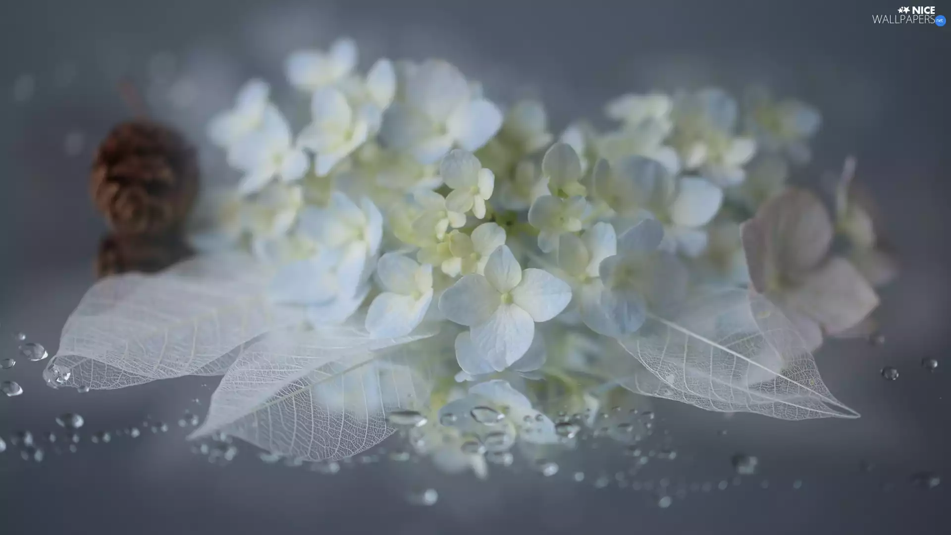 Colourfull Flowers, White, leaves, hydrangea