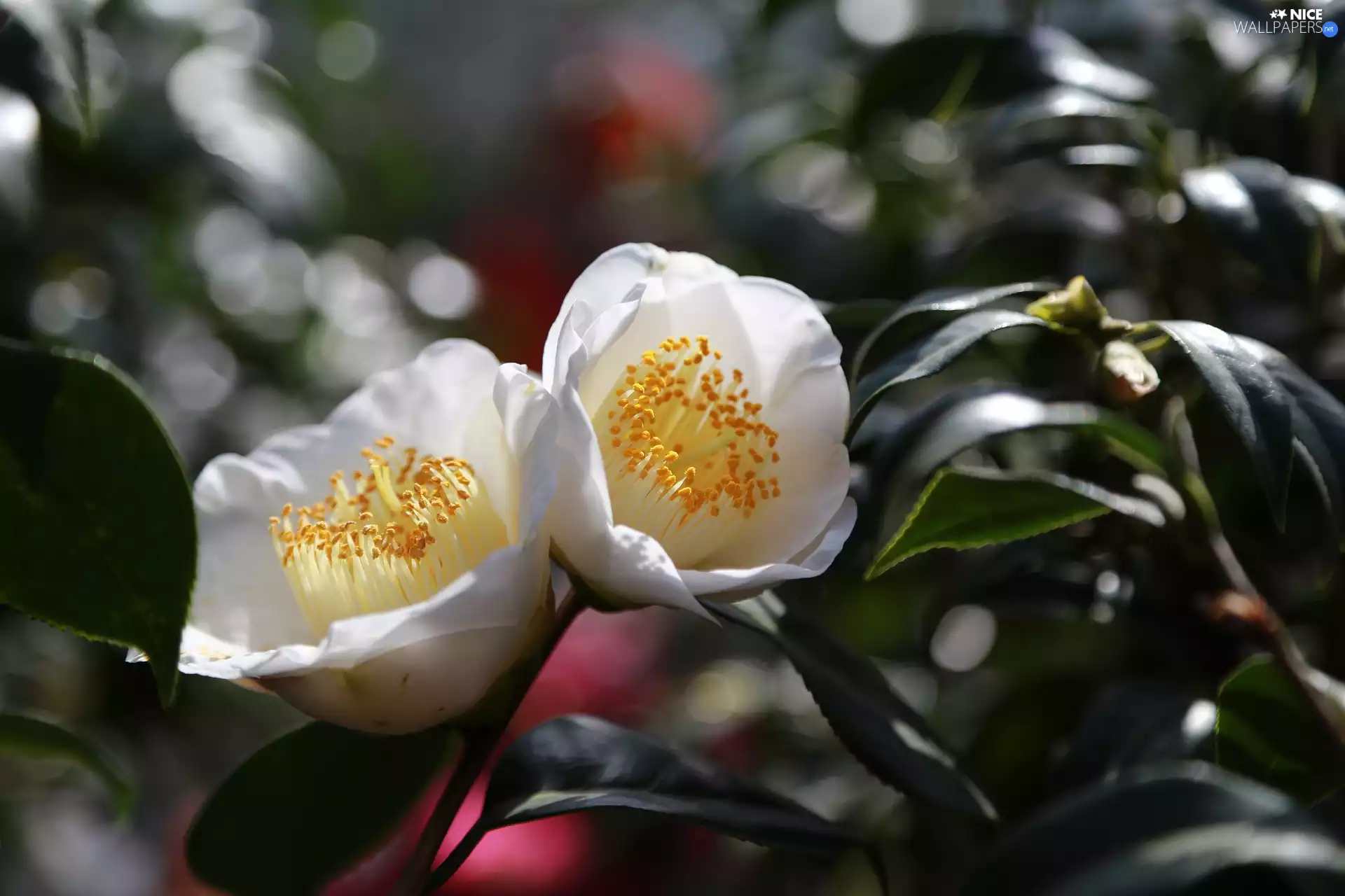 White, camellia, Leaf, Flowers
