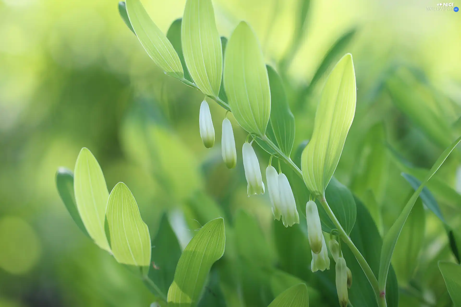 Flowers, Polygonatum, White