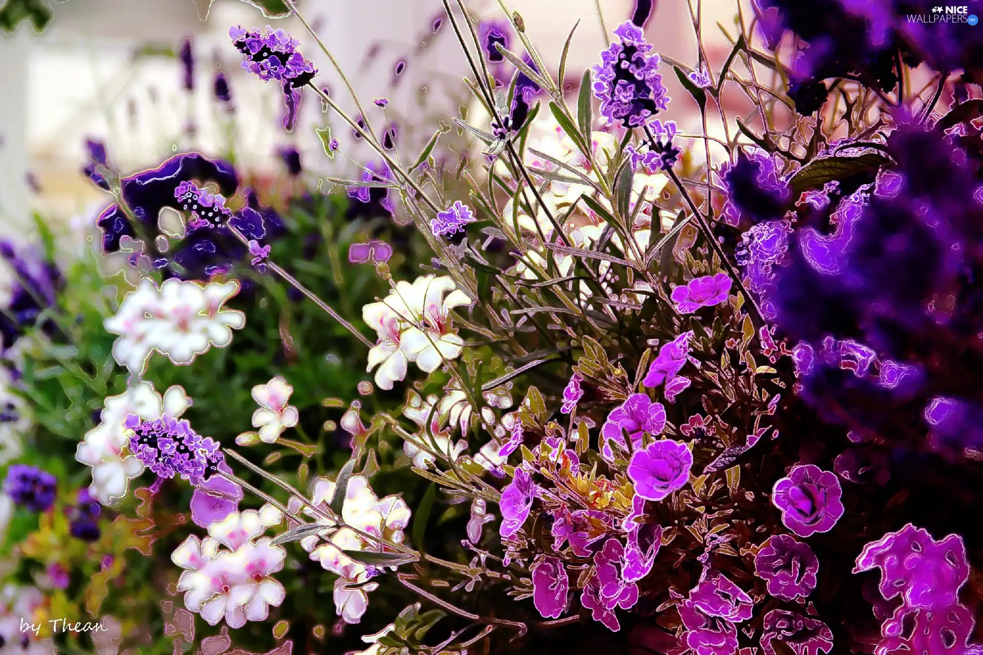 White, purple, Flowers, lilac