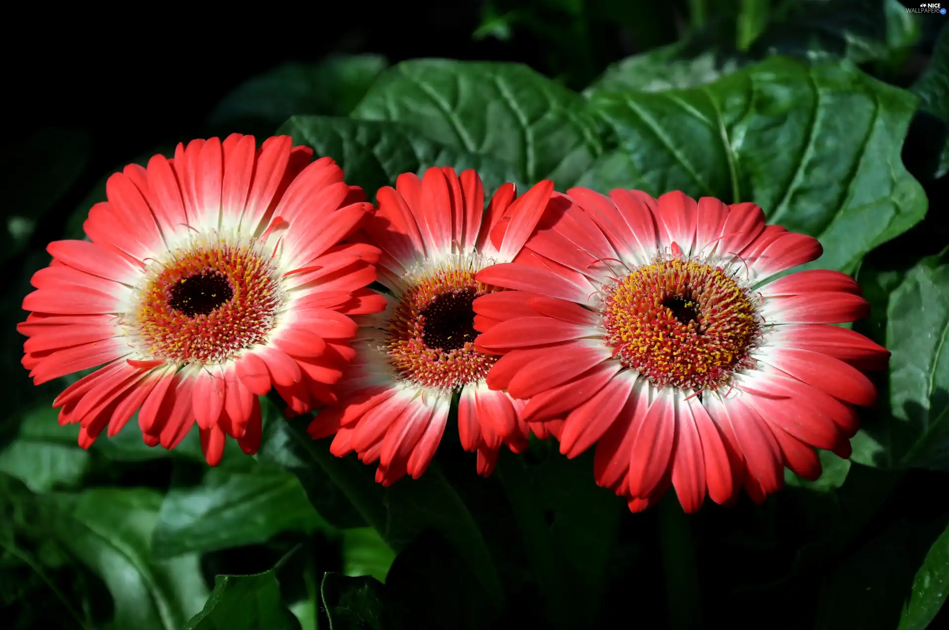 Flowers, red, White