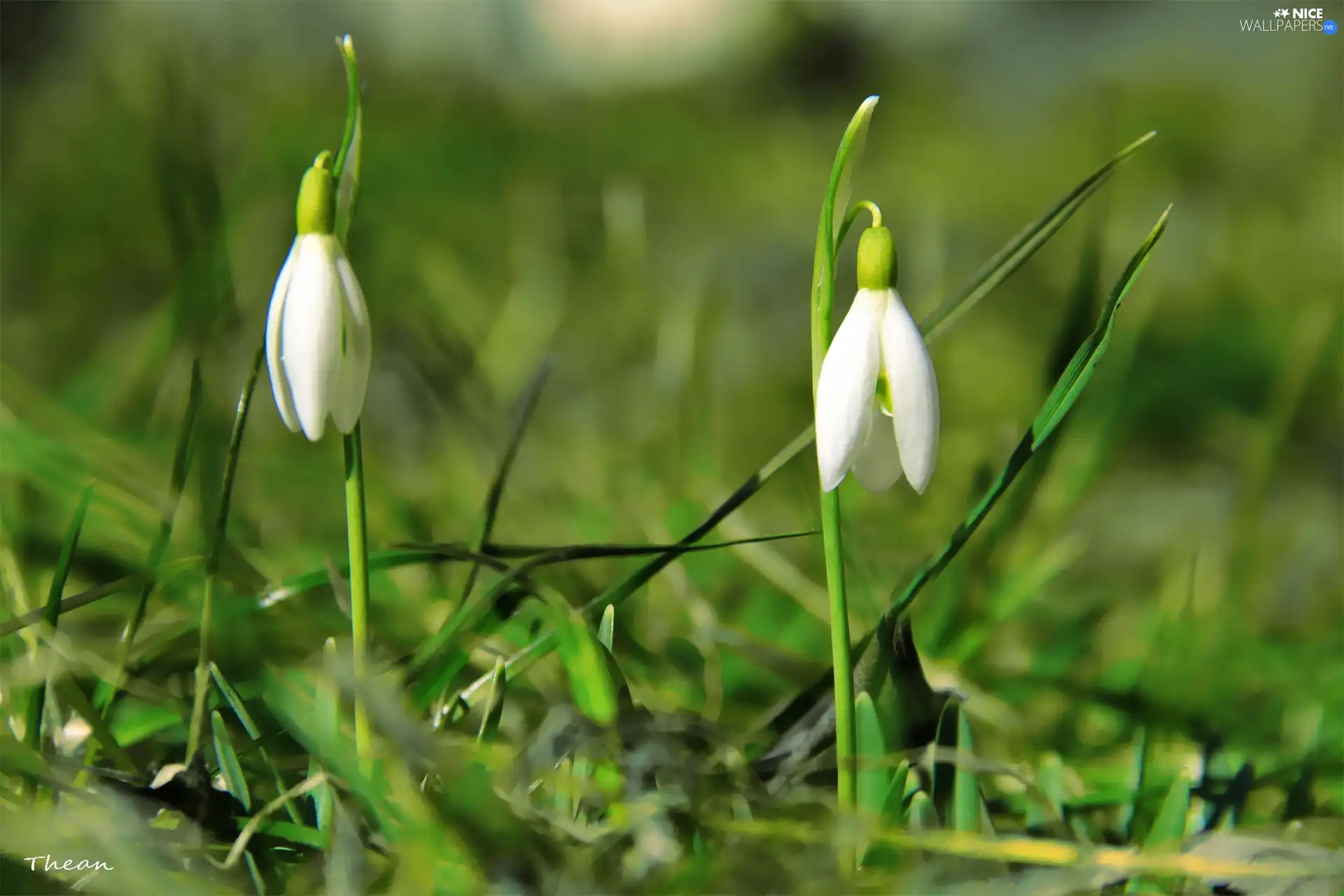 Flowers, snowdrops, White