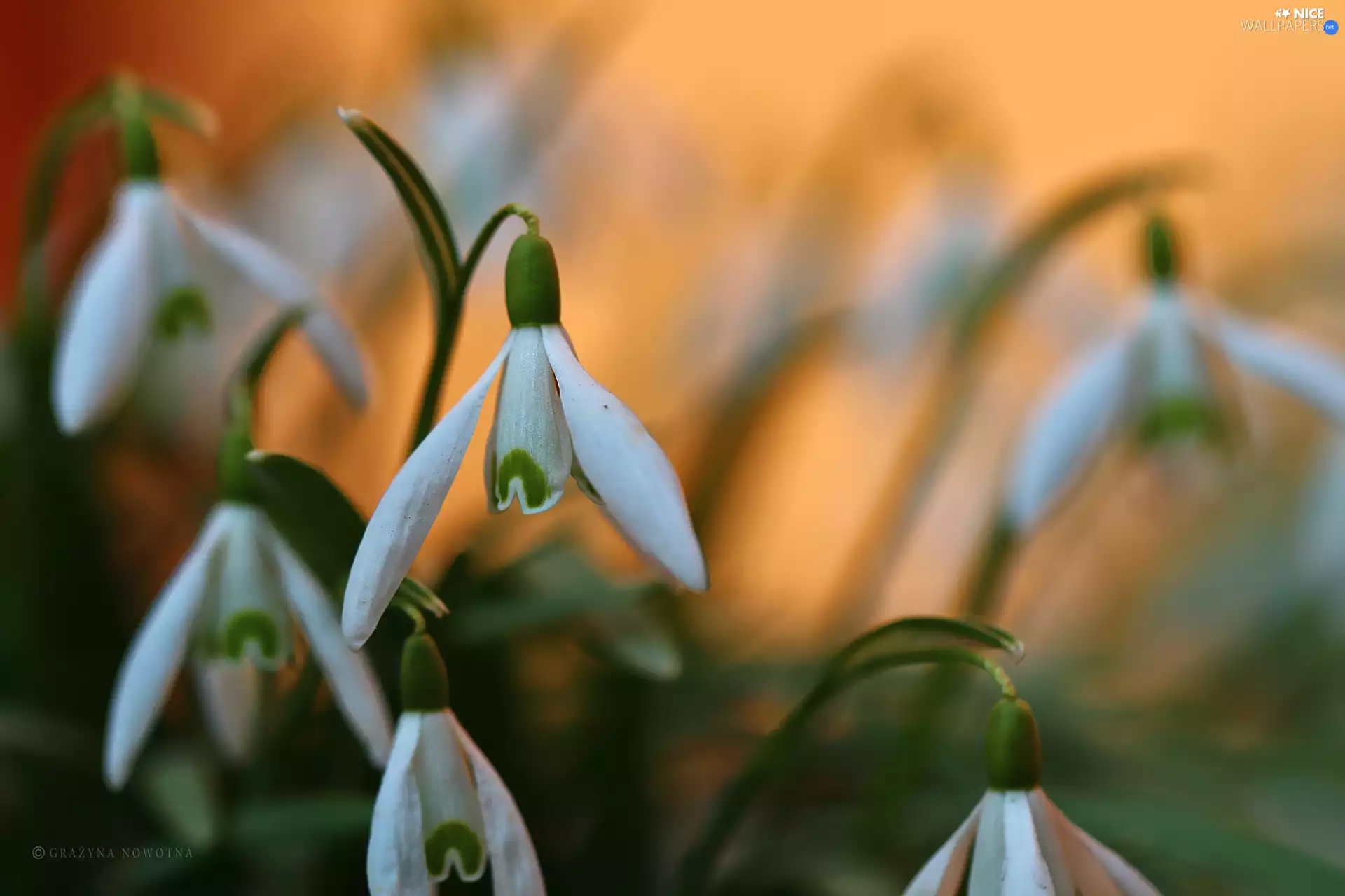 Flowers, snowdrops, White