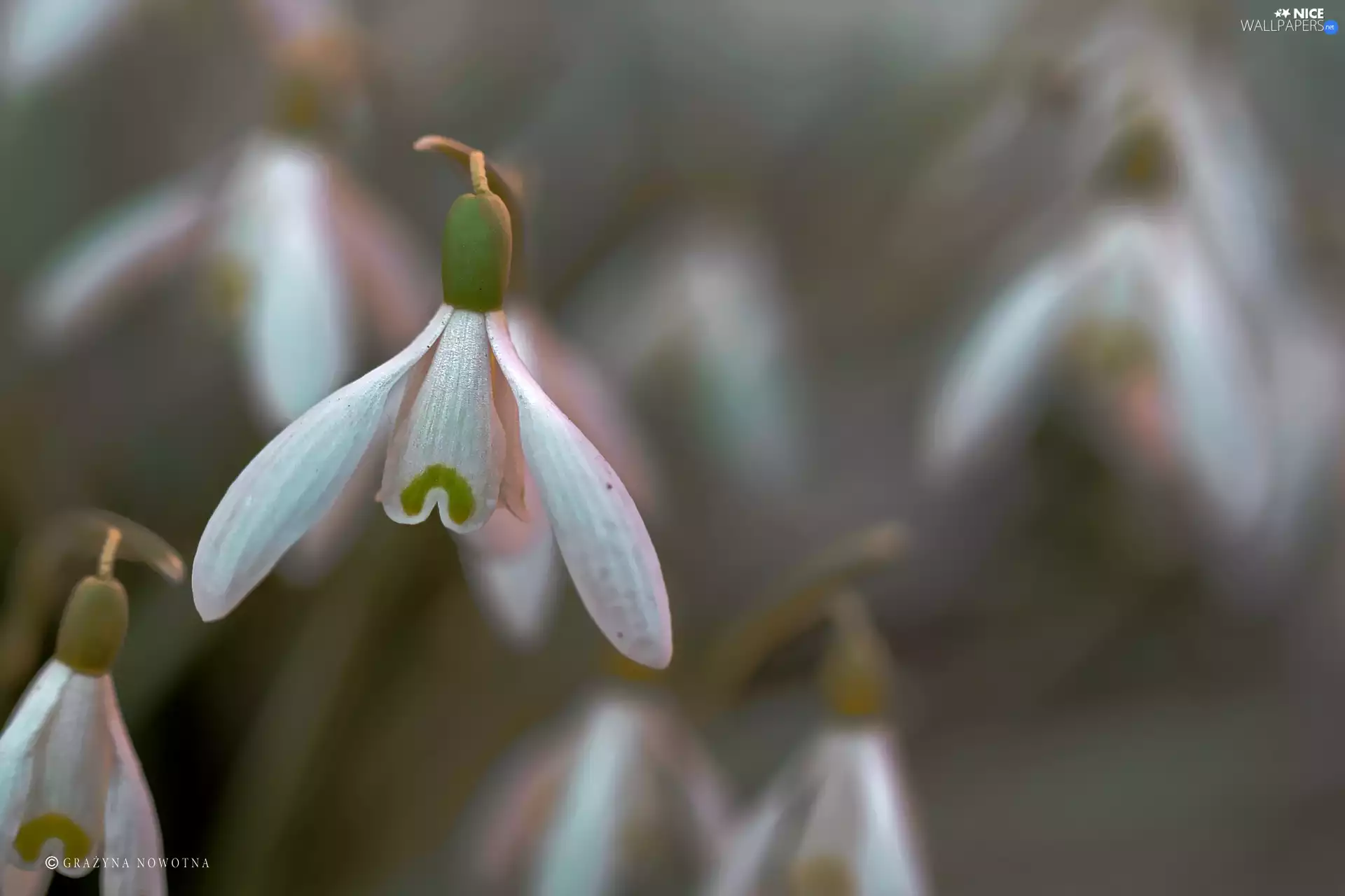 Flowers, snowdrops, White