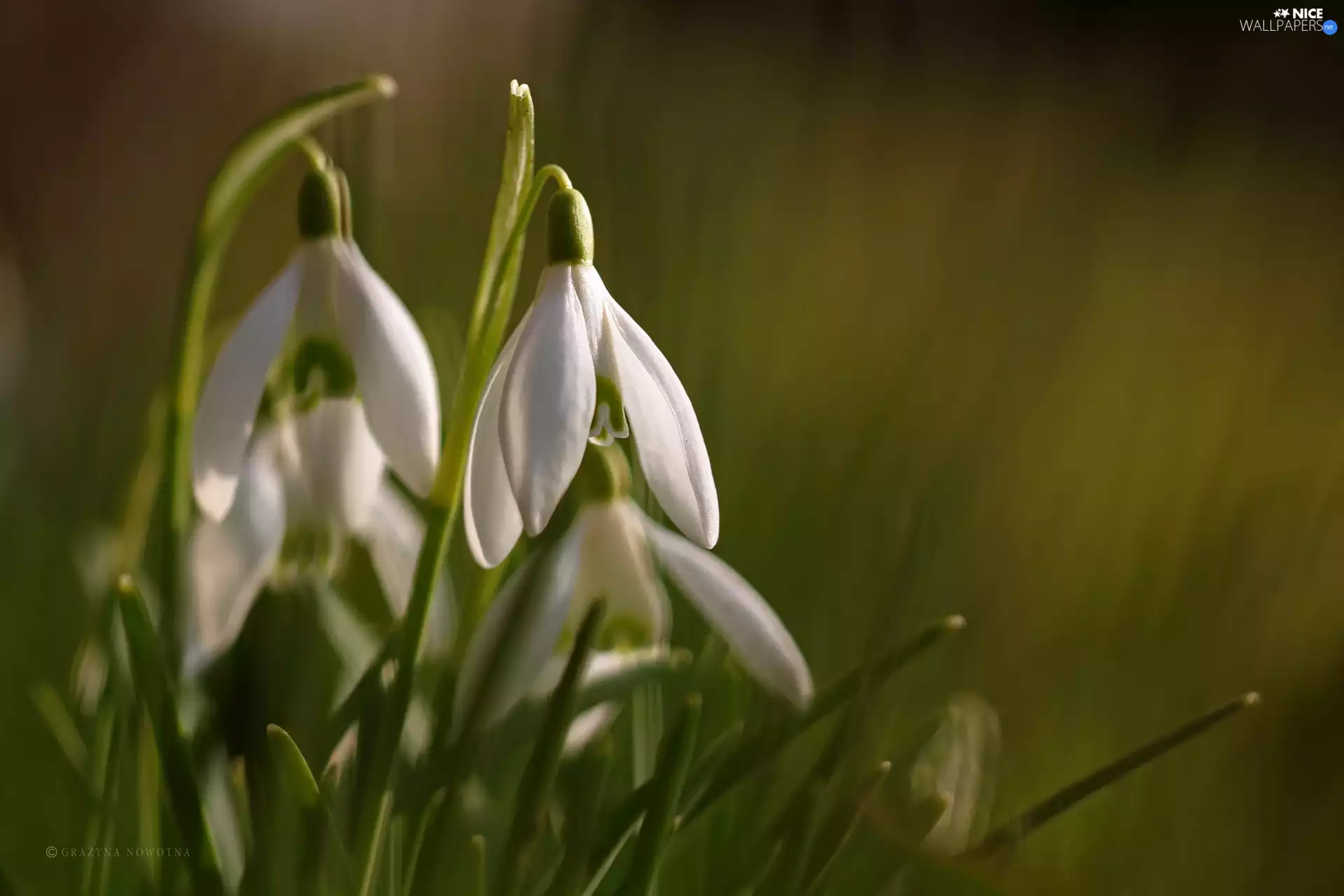 Flowers, snowdrops, White