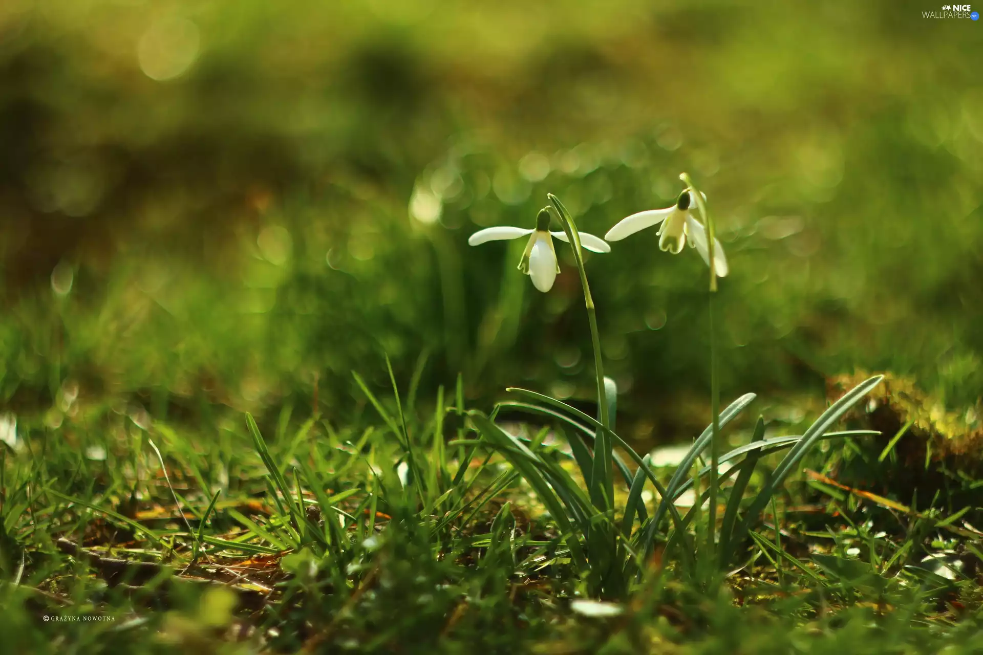 Flowers, snowdrops, White