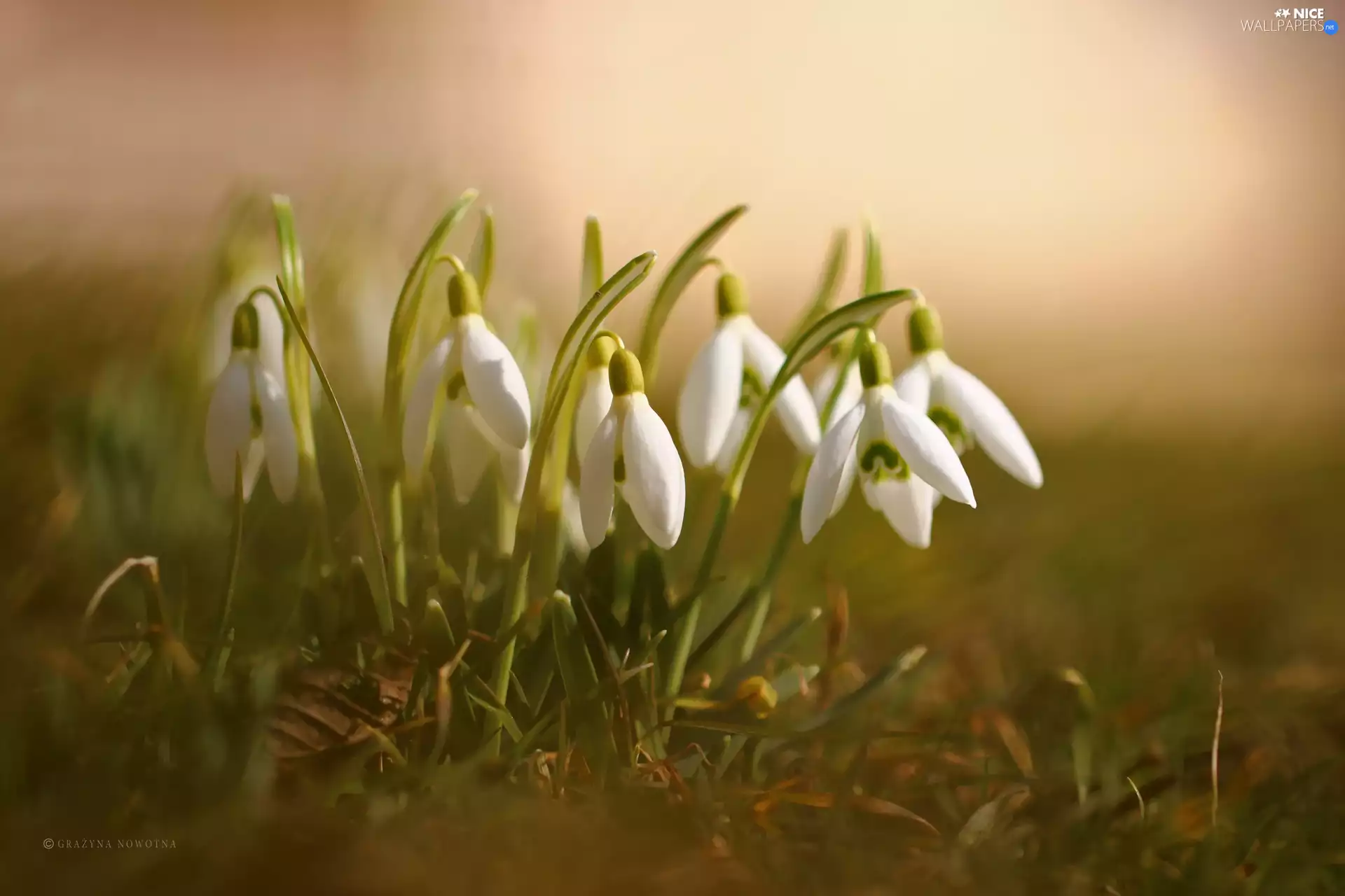 Flowers, snowdrops, White