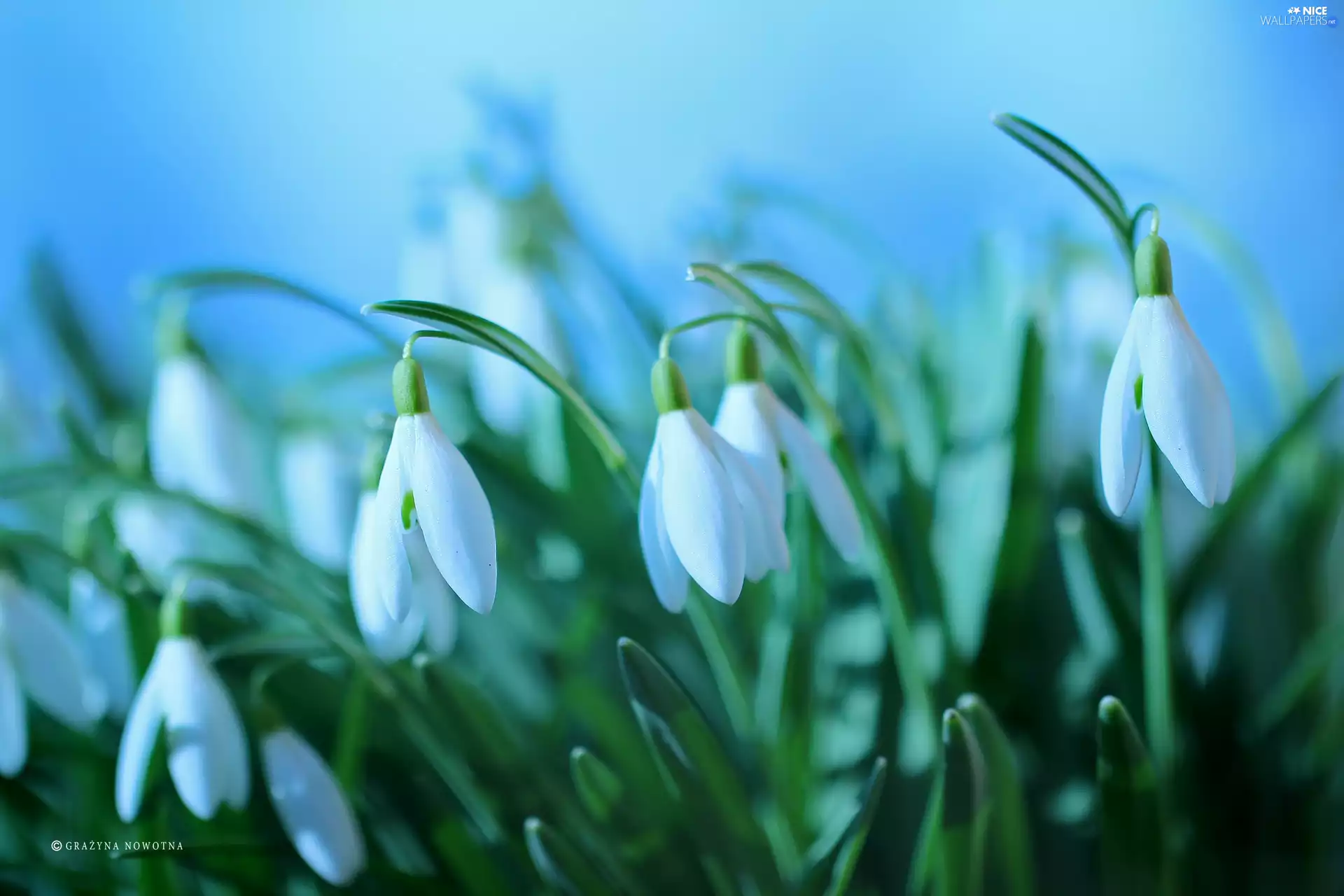 Flowers, snowdrops, White