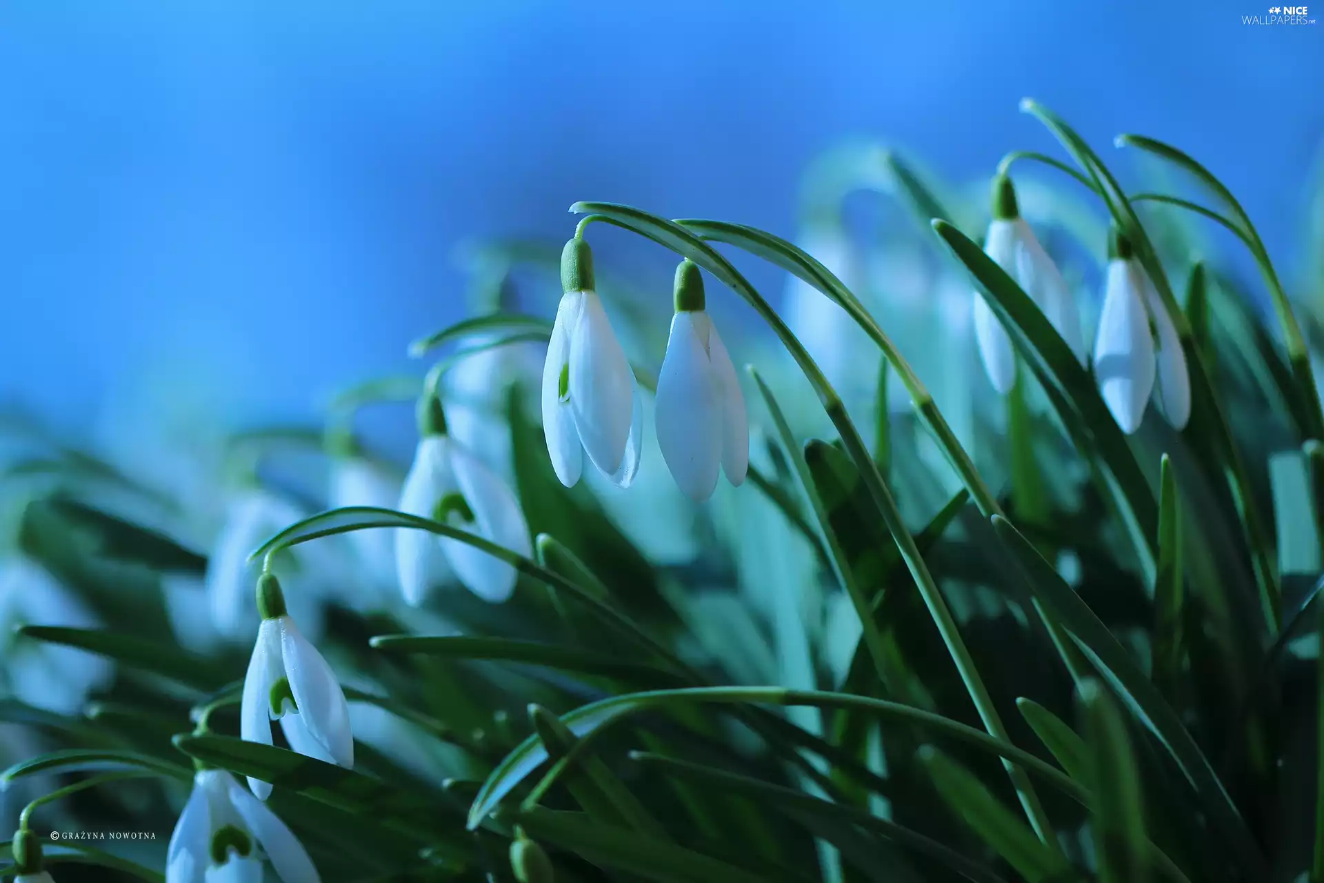Flowers, snowdrops, White