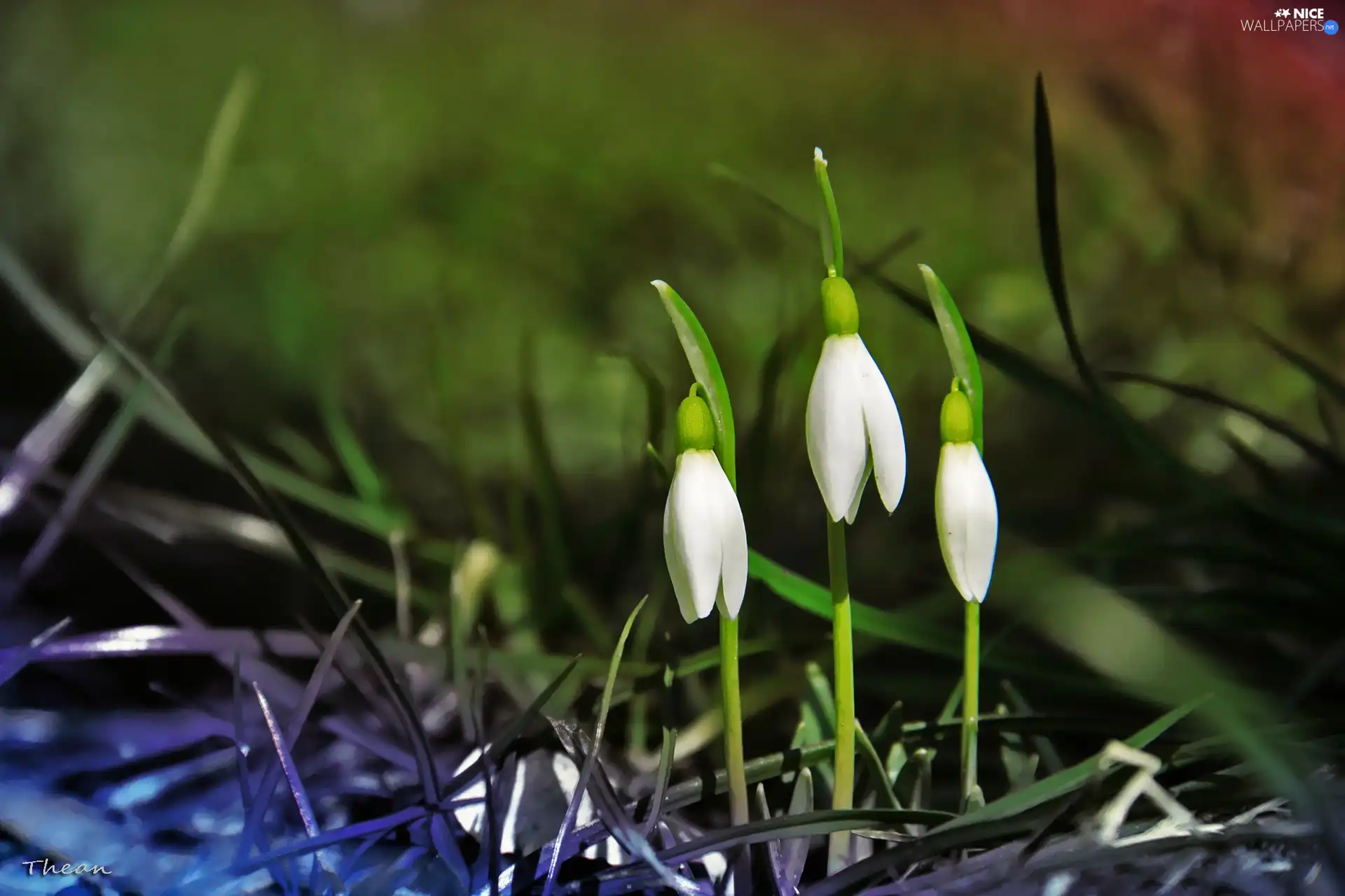 Flowers, snowdrops, White