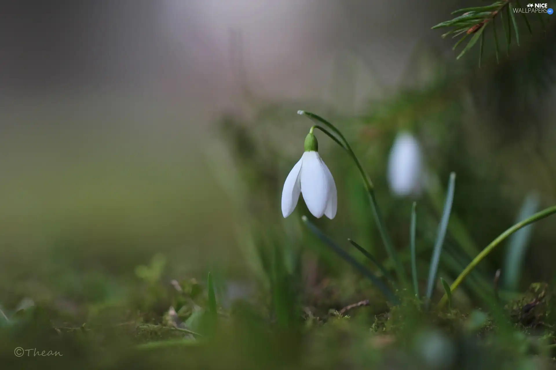 Flowers, snowdrops, White