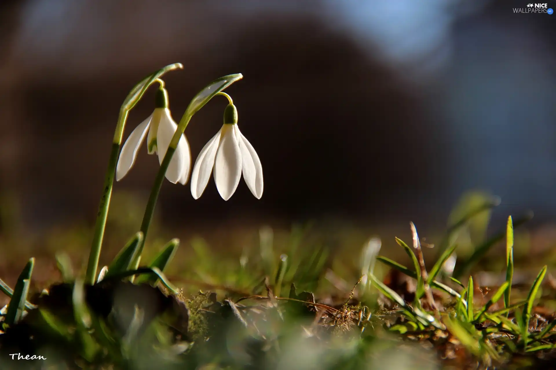 Flowers, snowdrops, White