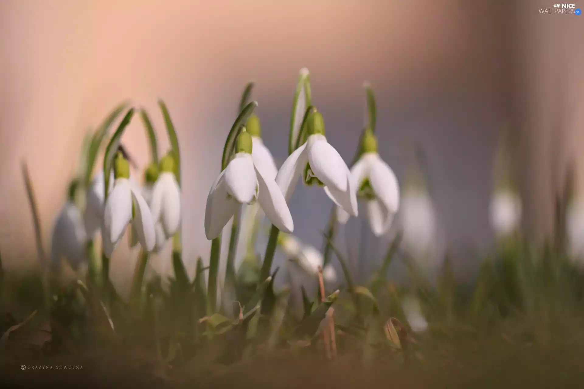 Flowers, snowdrops, White