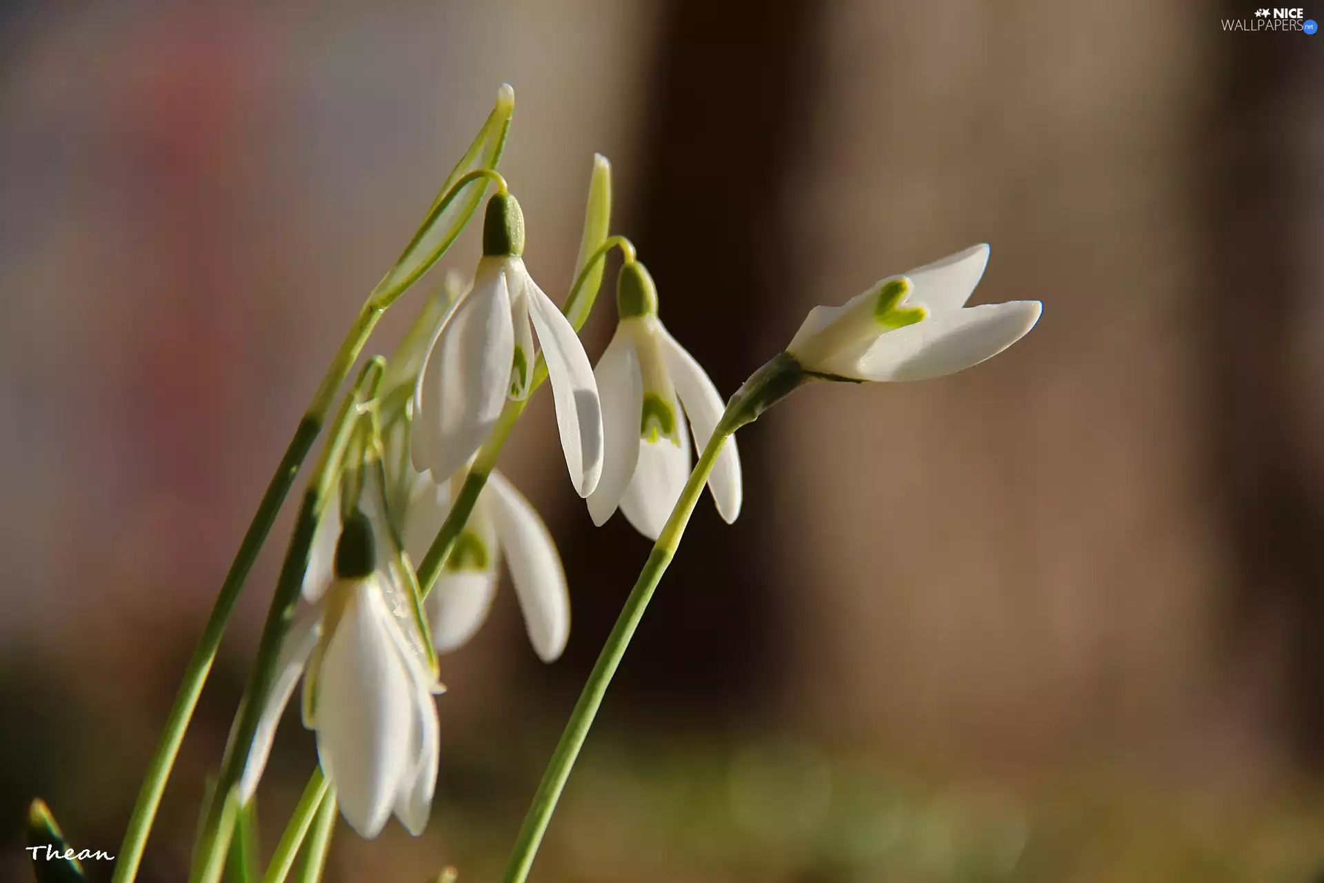 Flowers, snowdrops, White