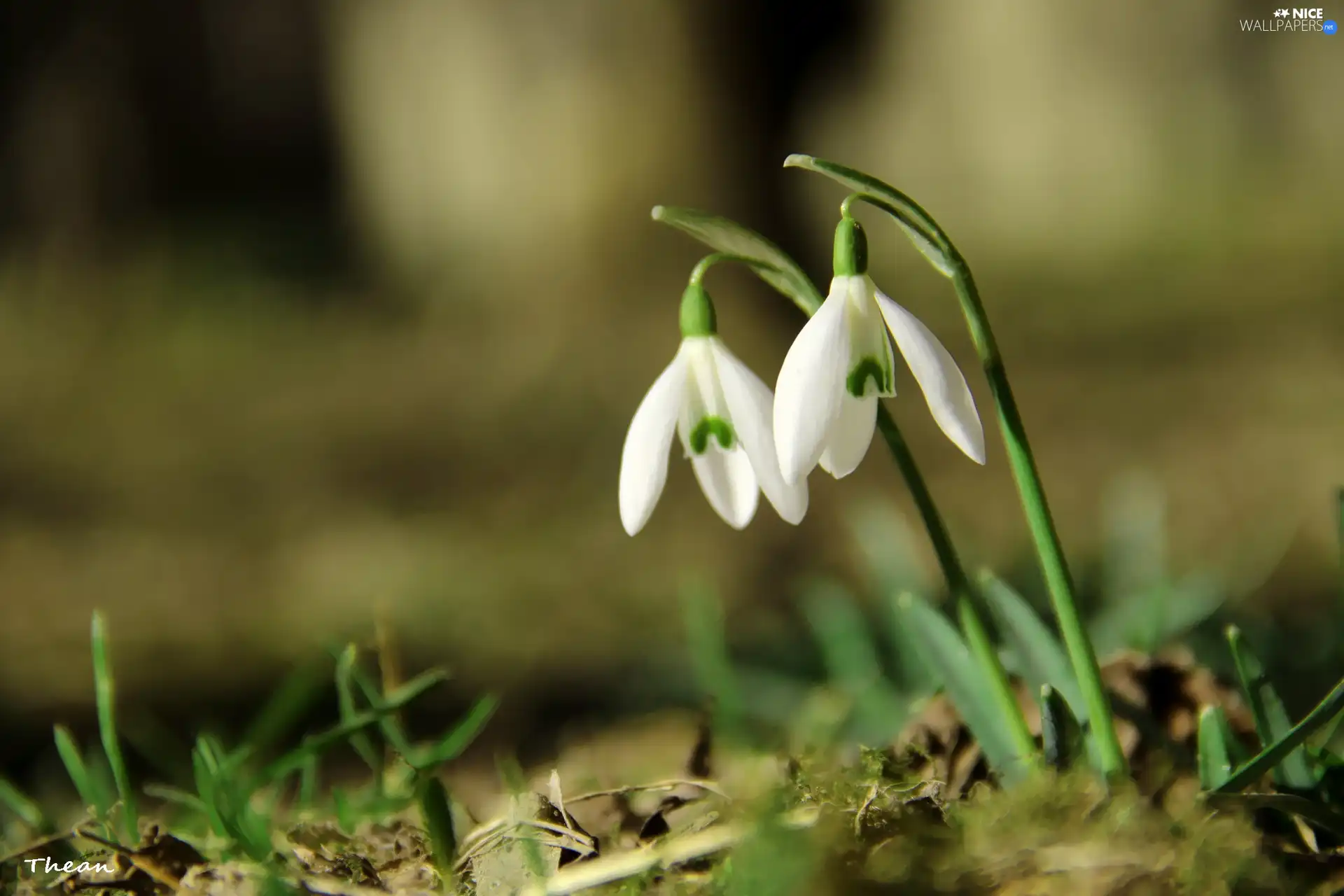 Flowers, snowdrops, White