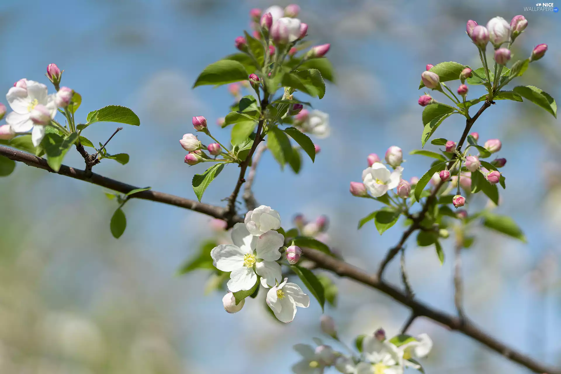 flourishing, Fruit Tree, Flowers, Twigs, White