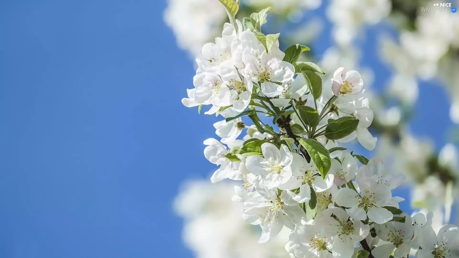 twig, Fruit Tree, Flowers, flowery, White