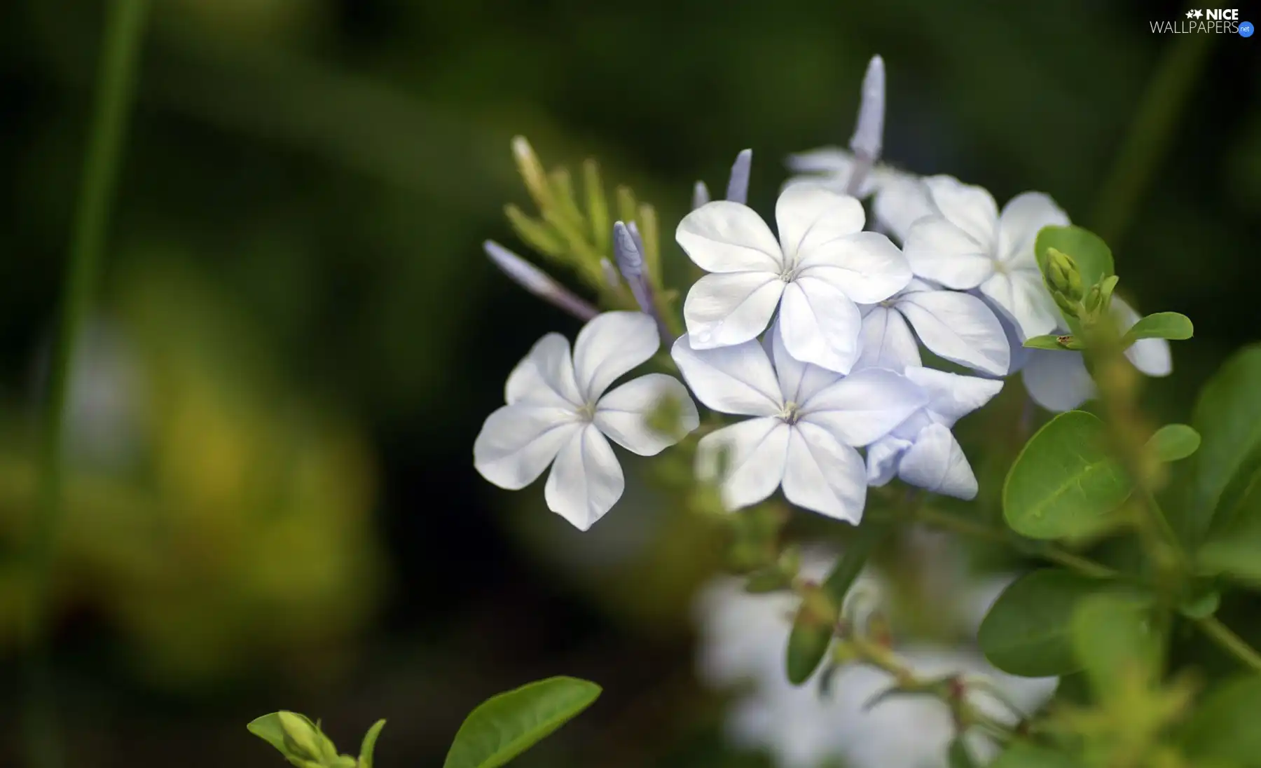 flowers, twig, white