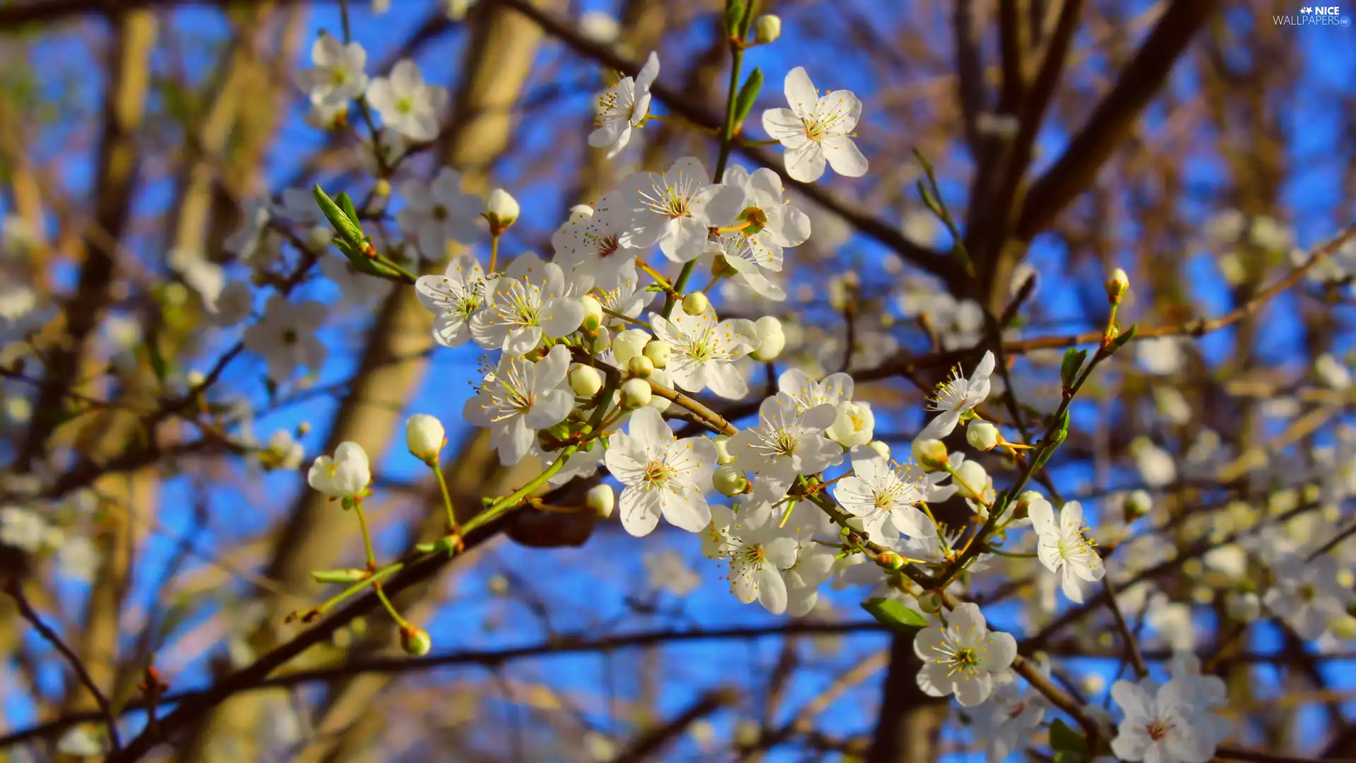 Fruit Tree, Twigs, Flowers, Buds, White