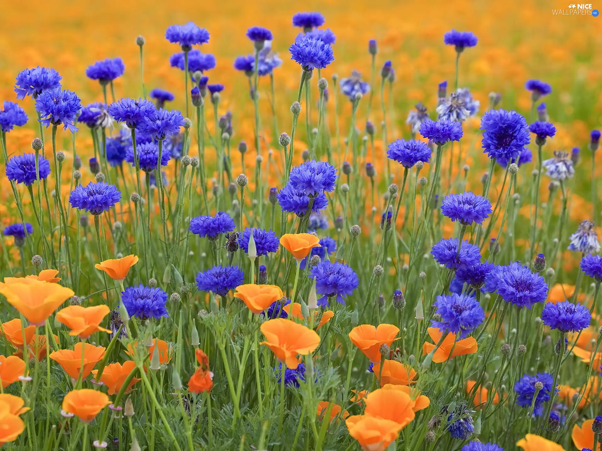 Wildflowers, Flowers