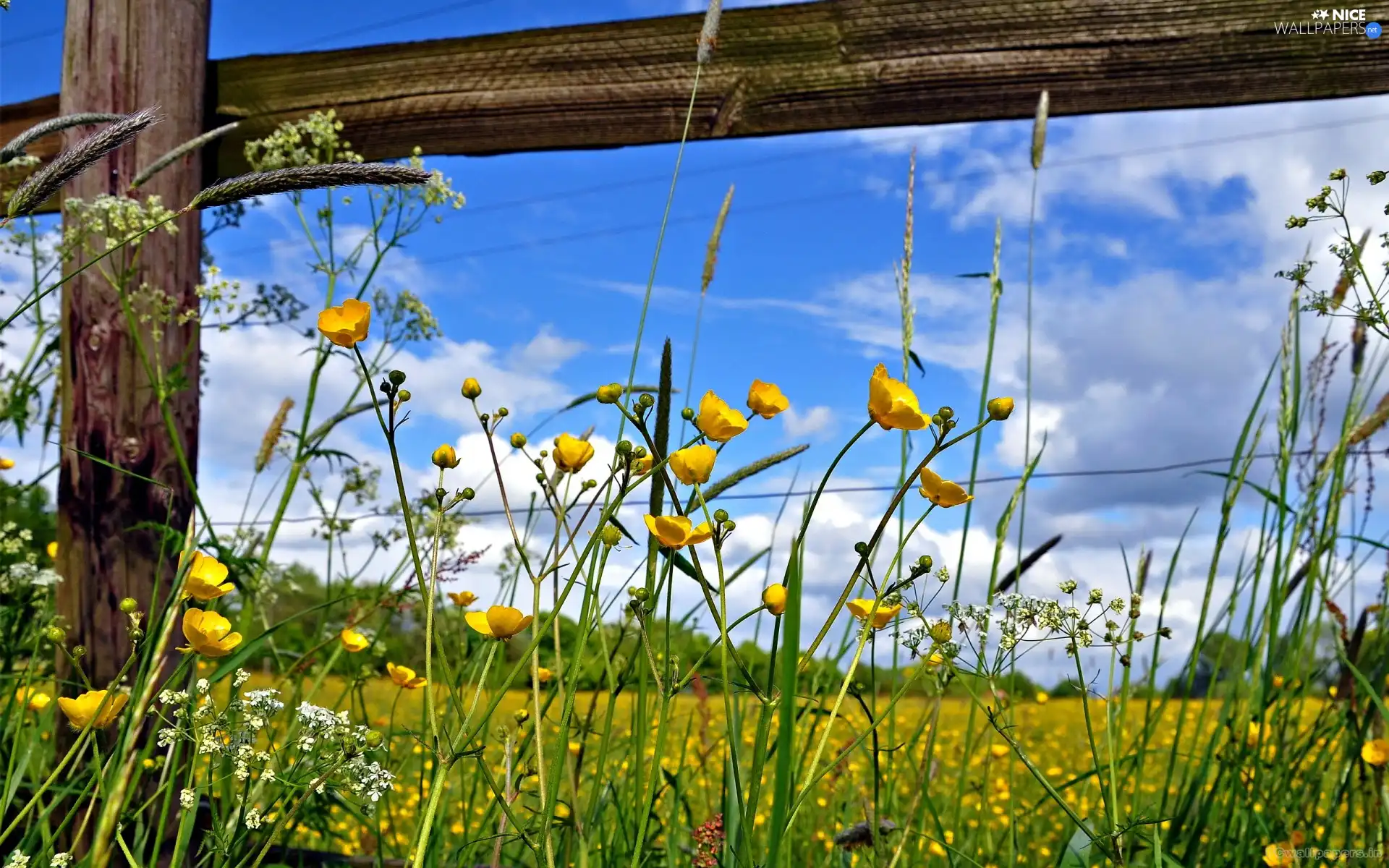 Wildflowers, Flowers