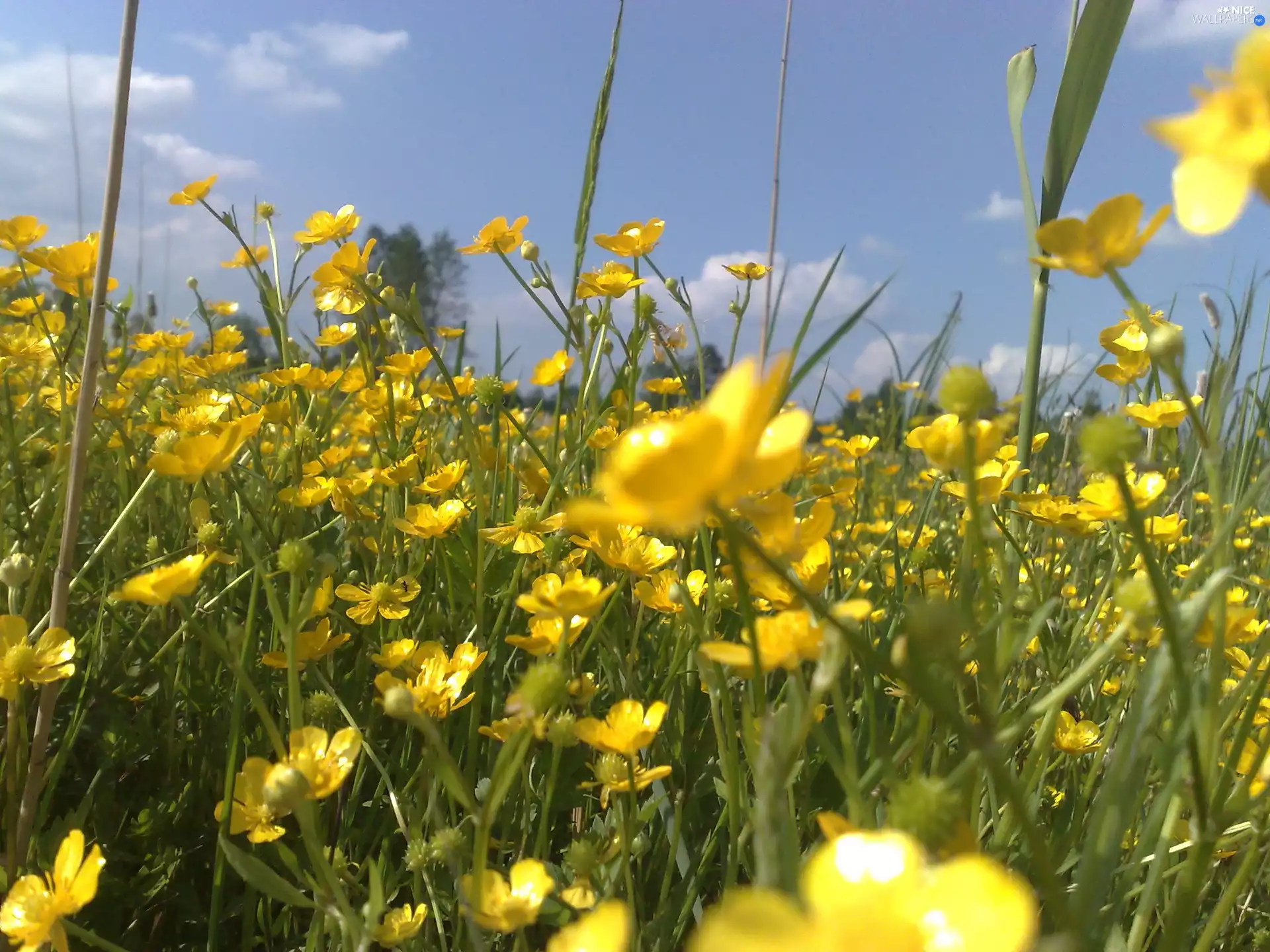 Flowers, Wildflowers