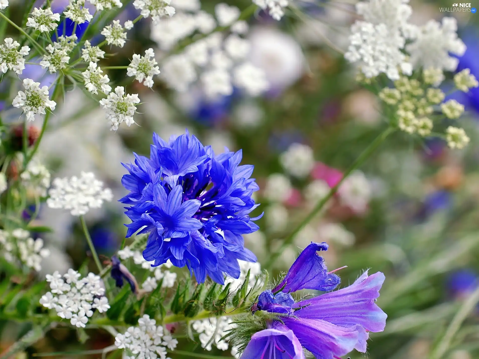 Chaber, Wildflowers, Flowers