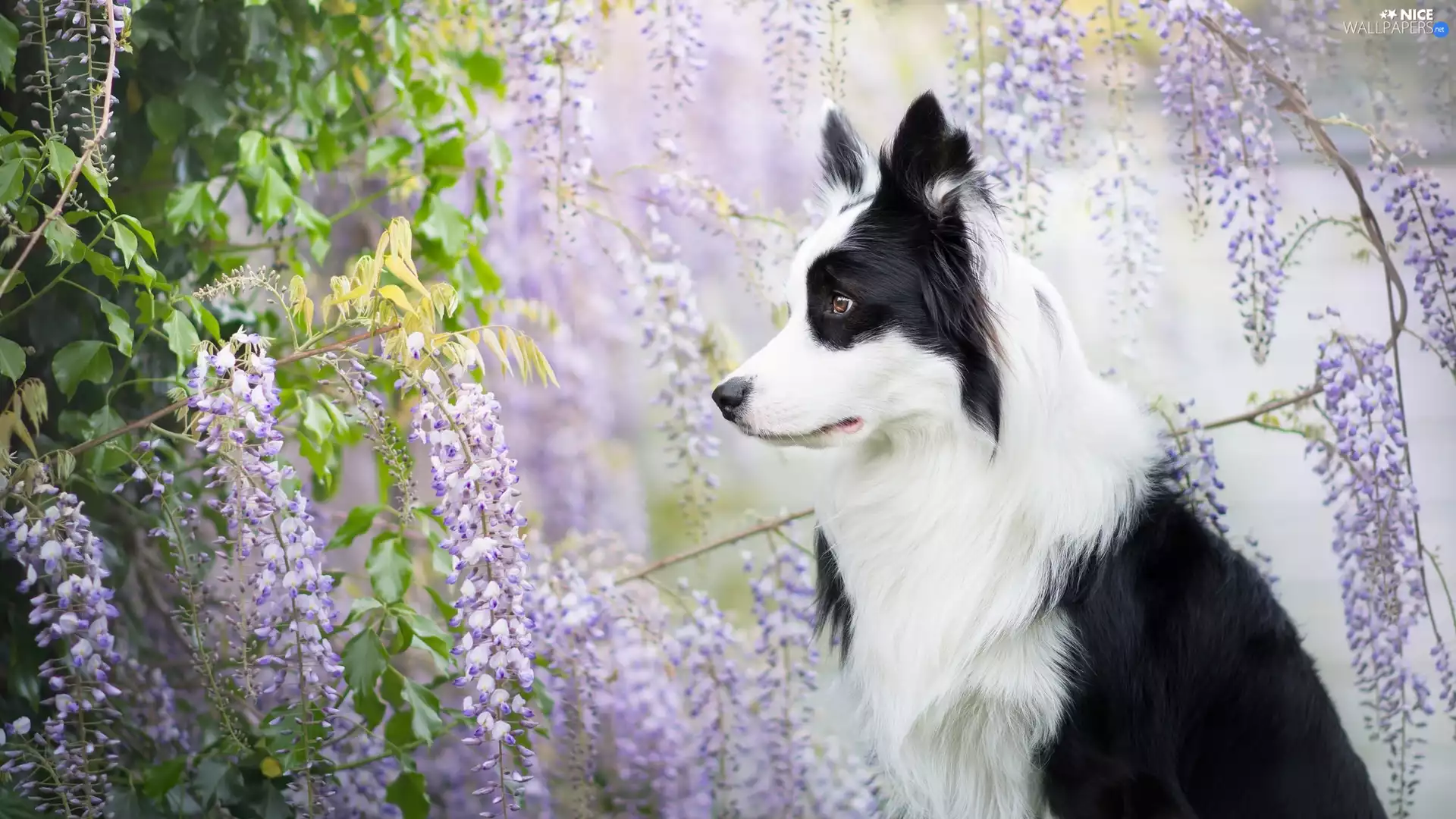 dog, Flowers, wistaria, Border Collie