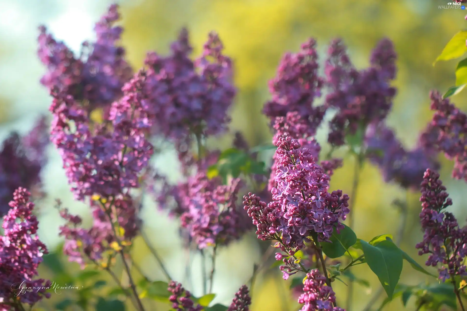 without, purple, Flowers, Bush