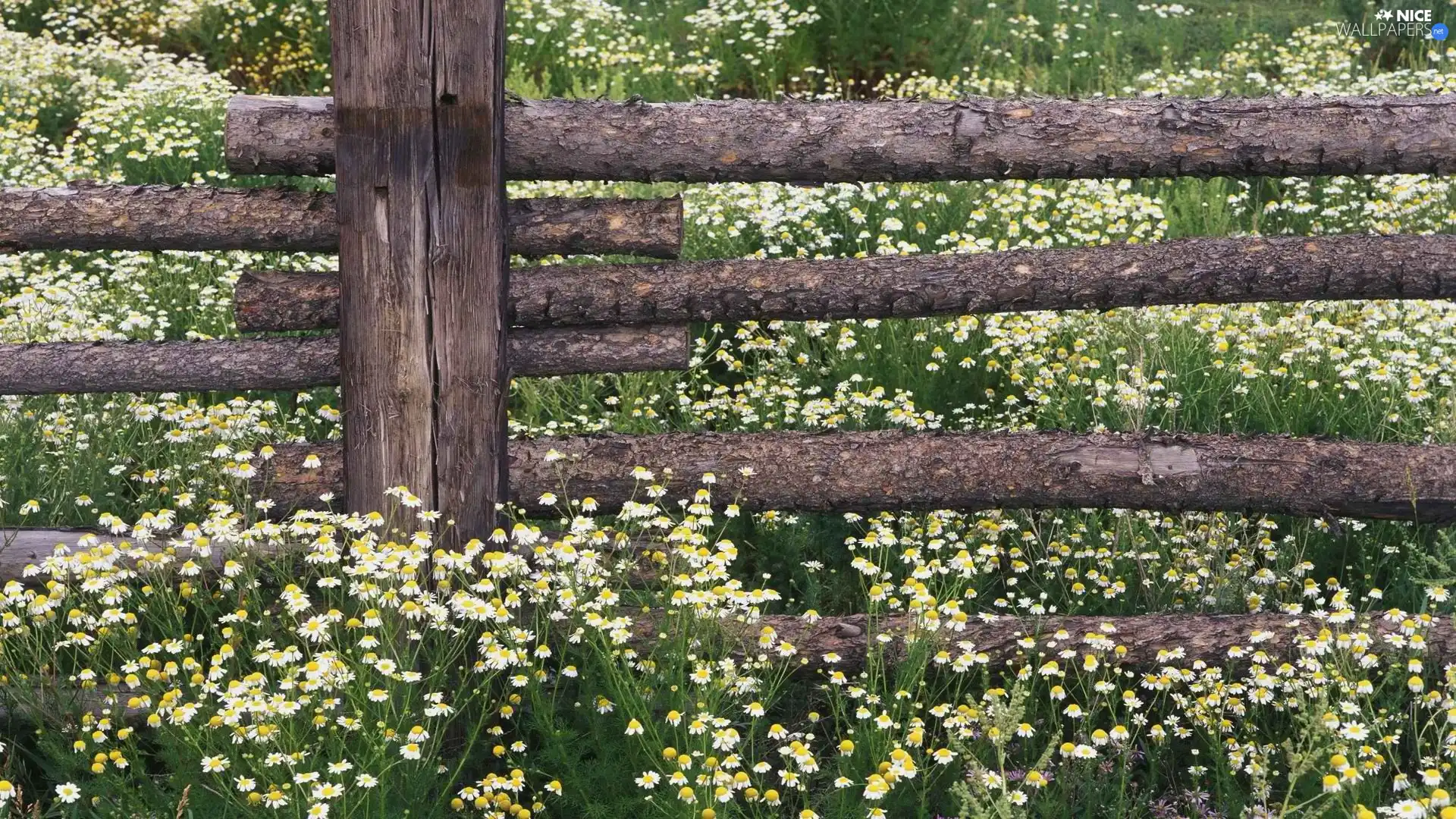 Flowers, Fance, wooden