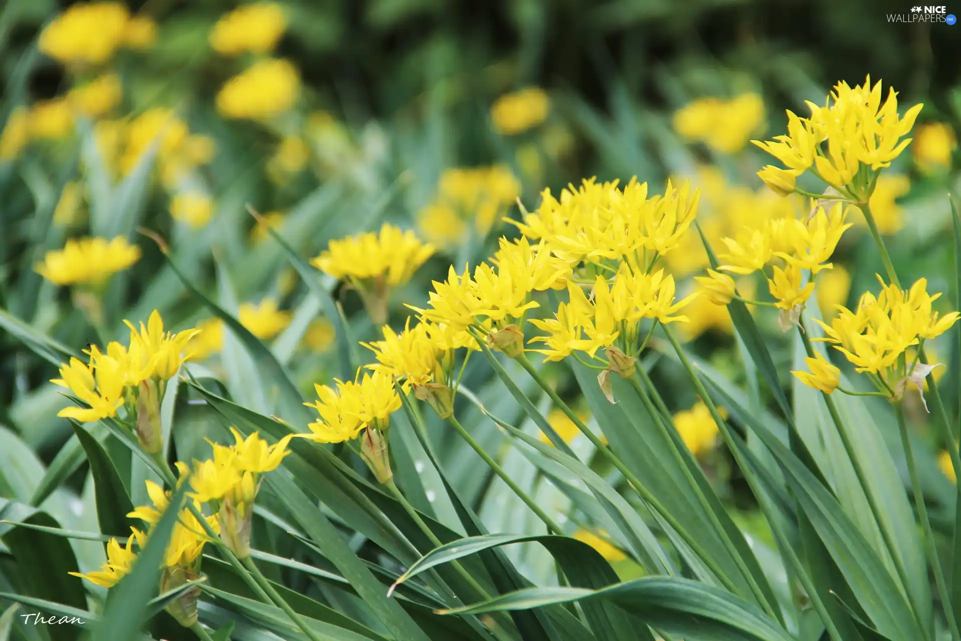 Yellow, Flowers