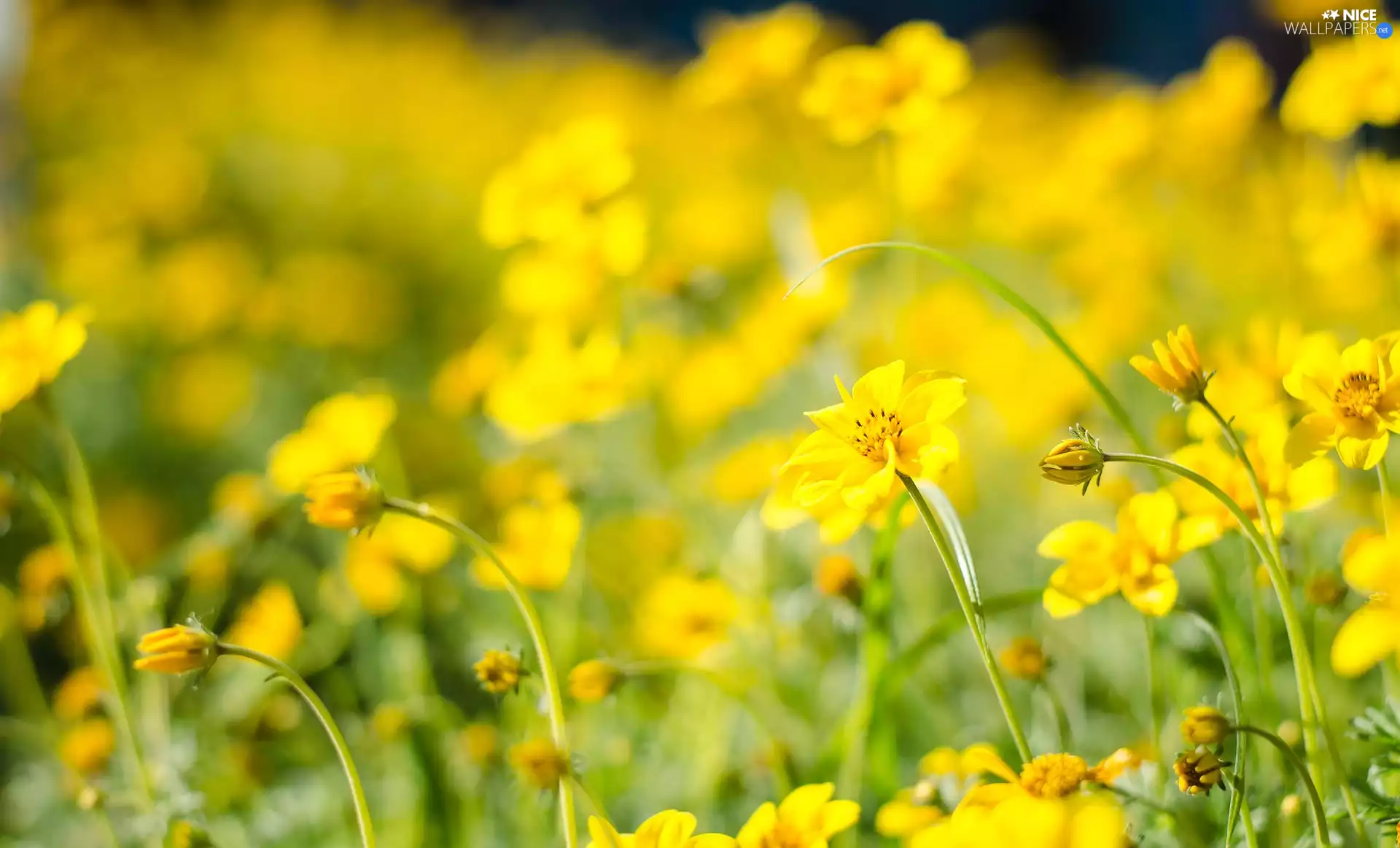 Yellow, Meadow, blur, Flowers