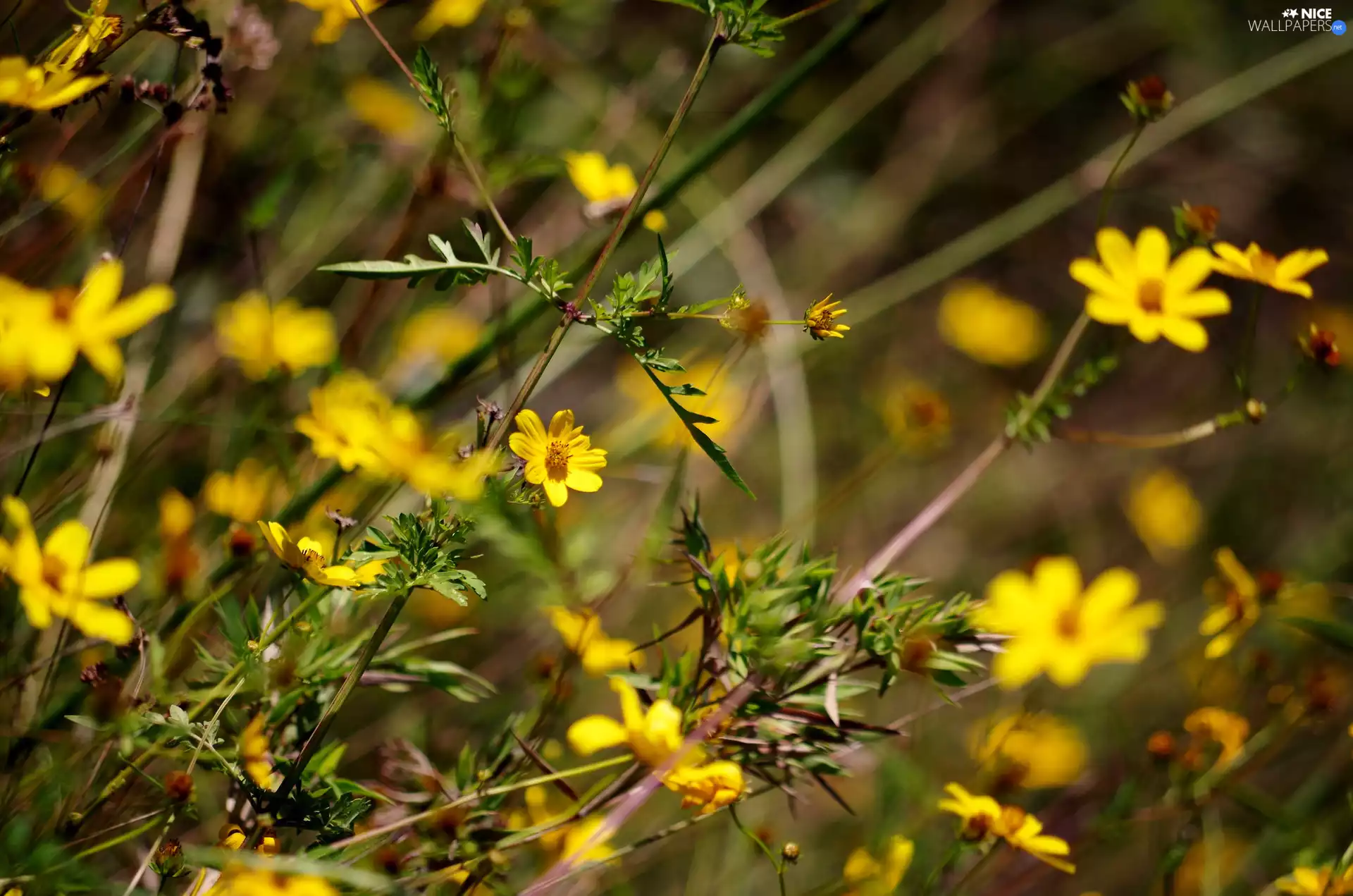 Yellow, Twigs, Bush, Flowers