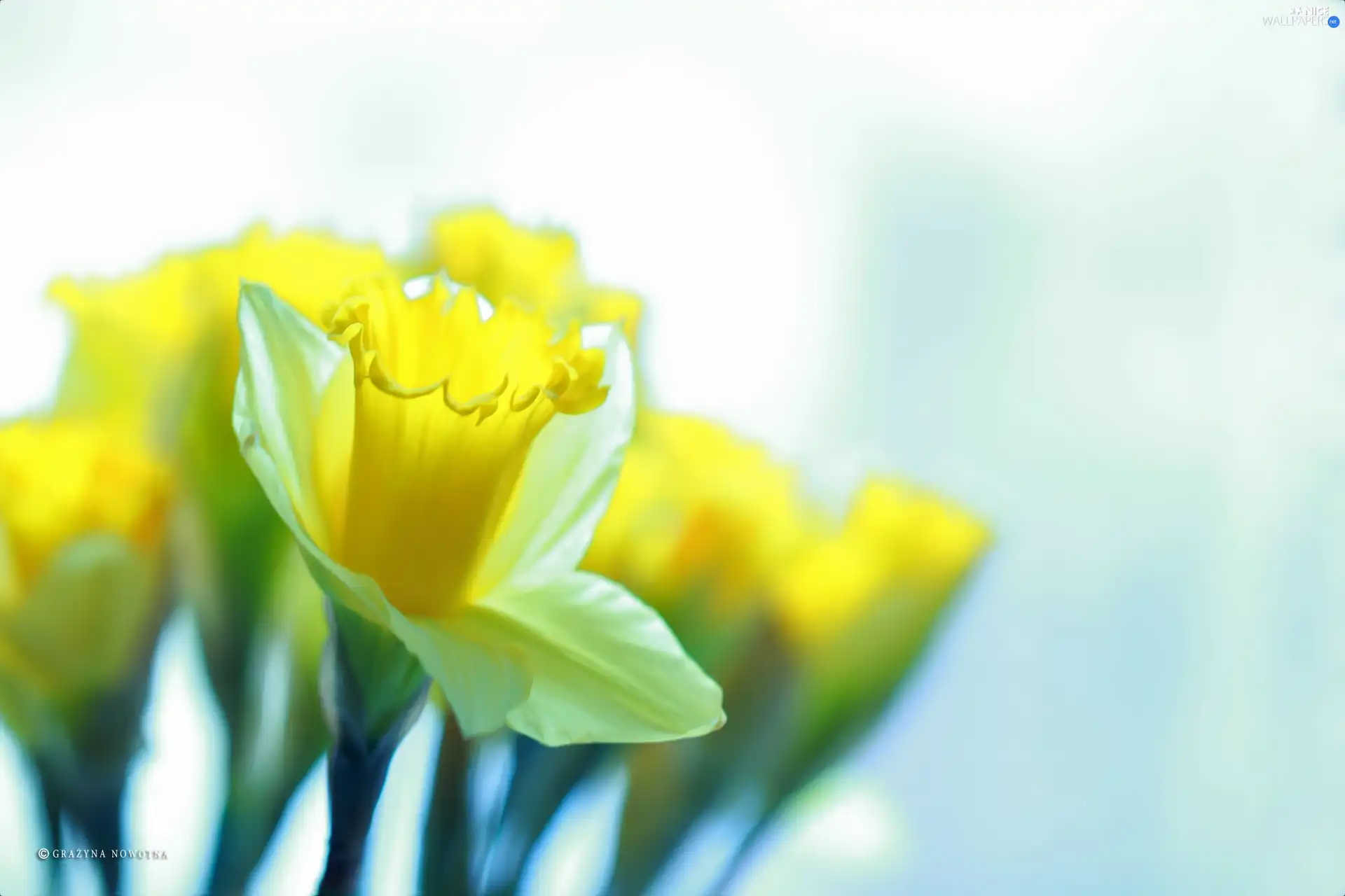 Flowers, Daffodils, Yellow