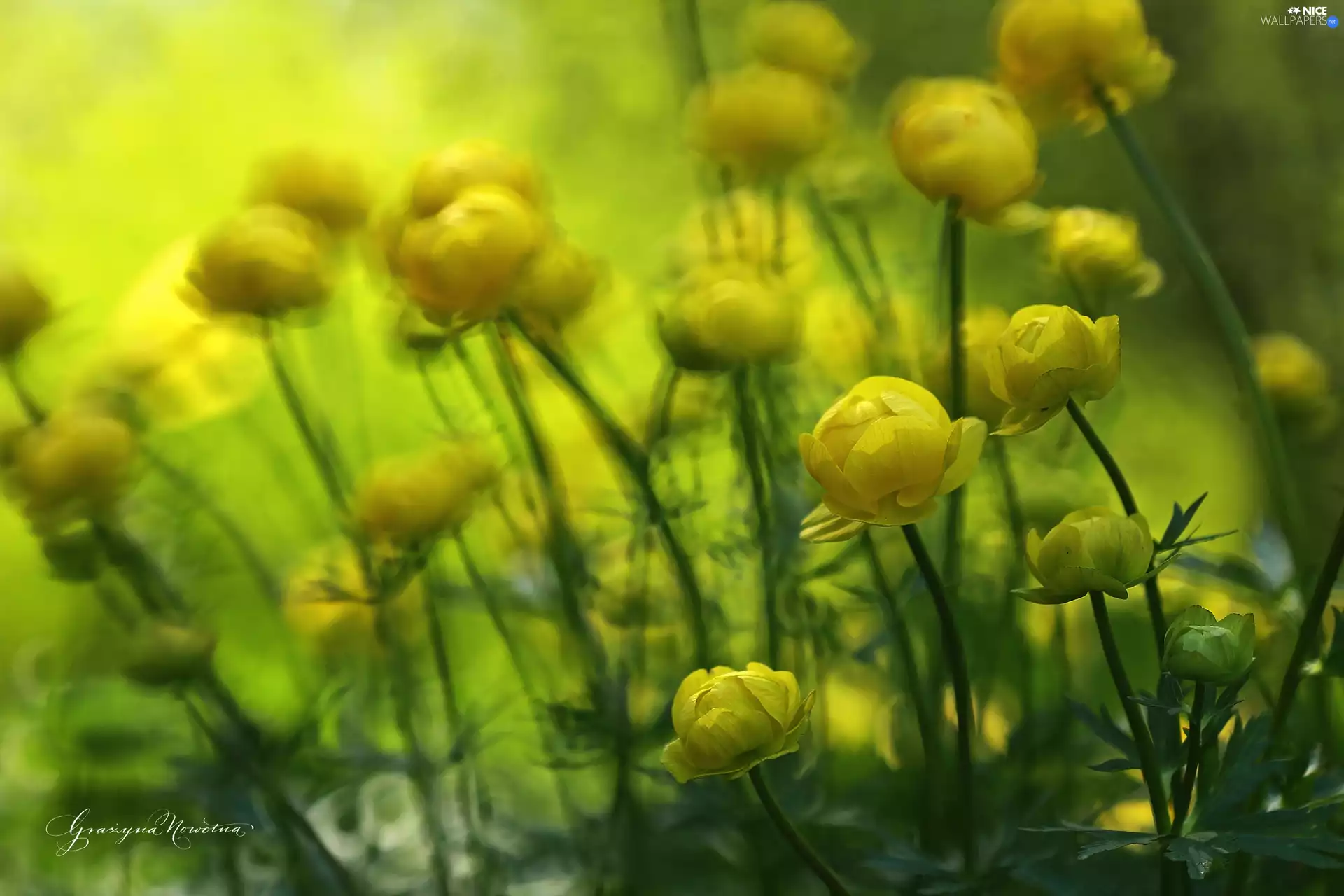 Flowers, Globeflower, Yellow
