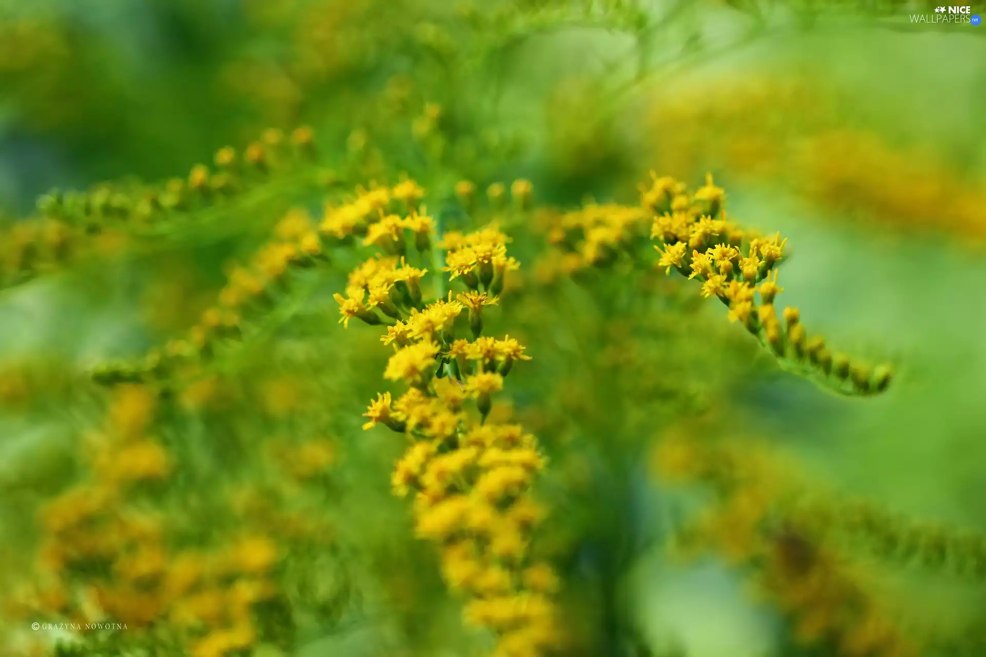 Flowers, Goldenrod, Yellow