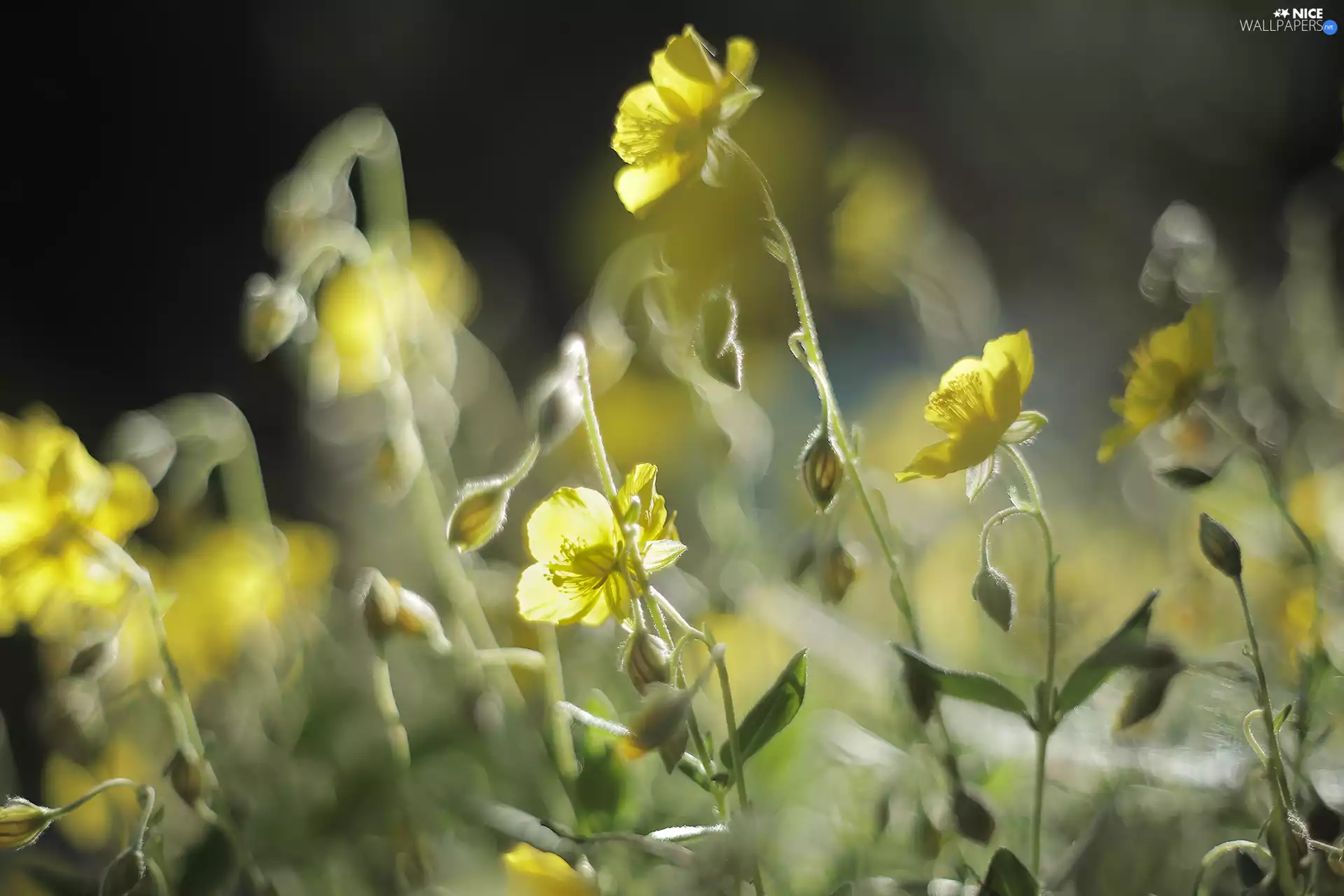 Flowers, illuminated, Yellow