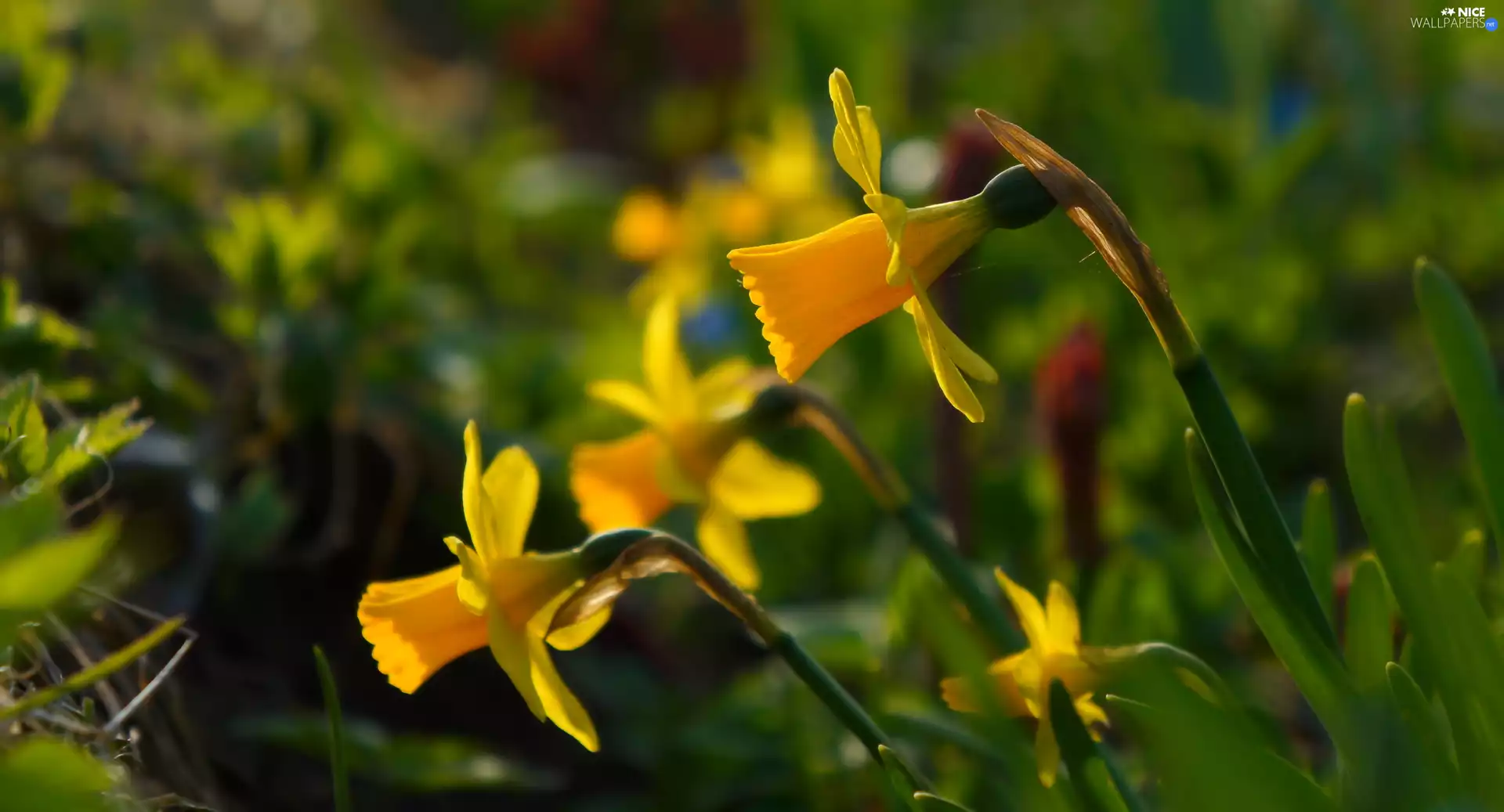 Flowers, Jonquil, Yellow