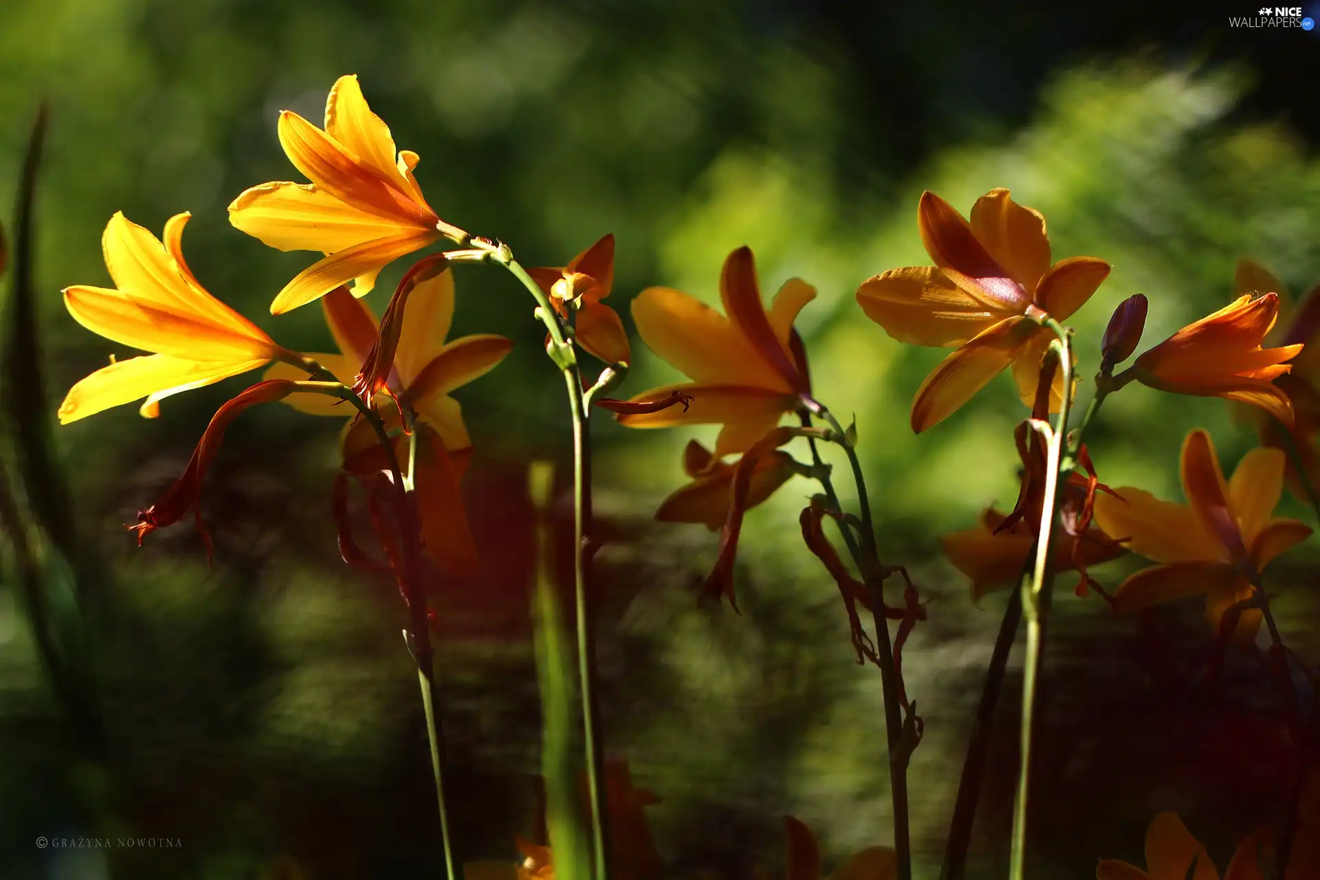 Flowers, lilies, Yellow