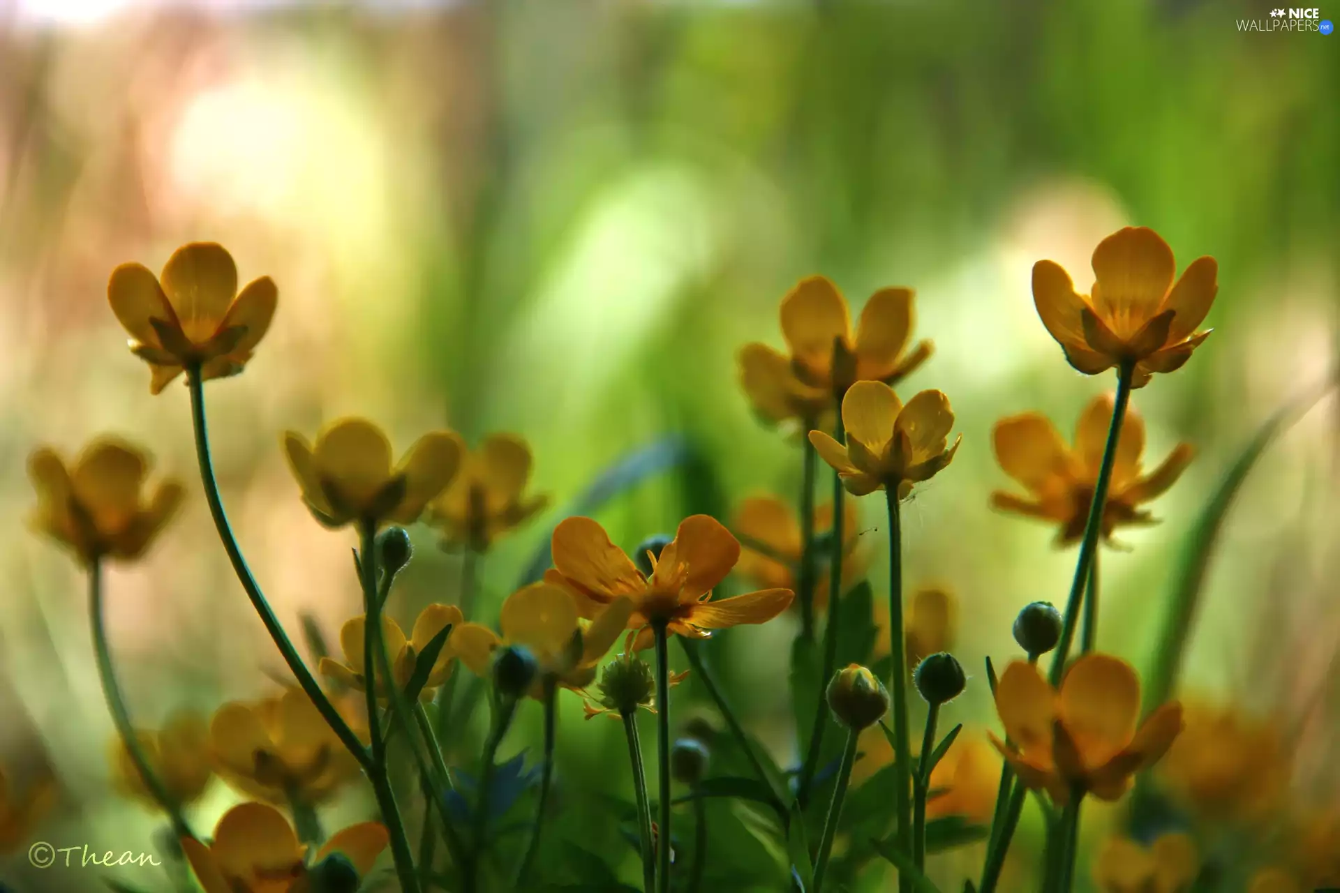 Flowers, marigolds, Yellow