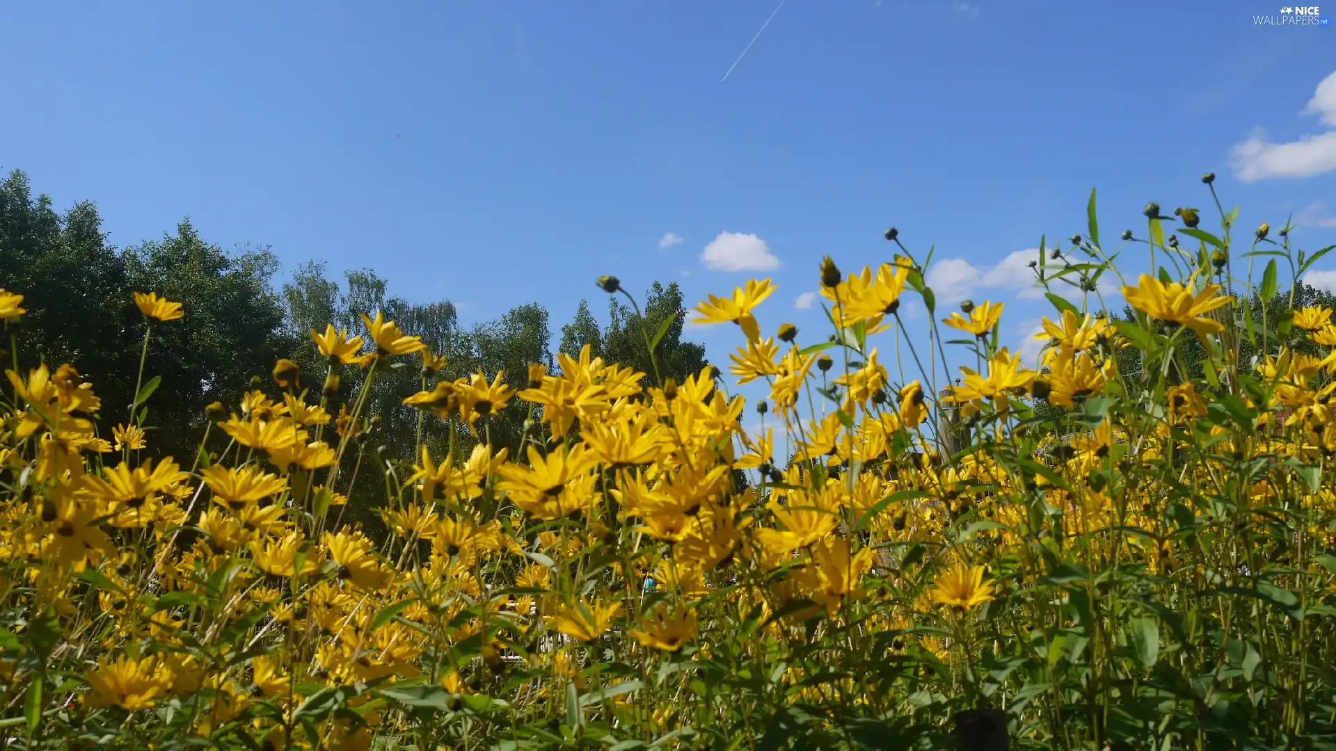 Flowers, Meadow, Yellow