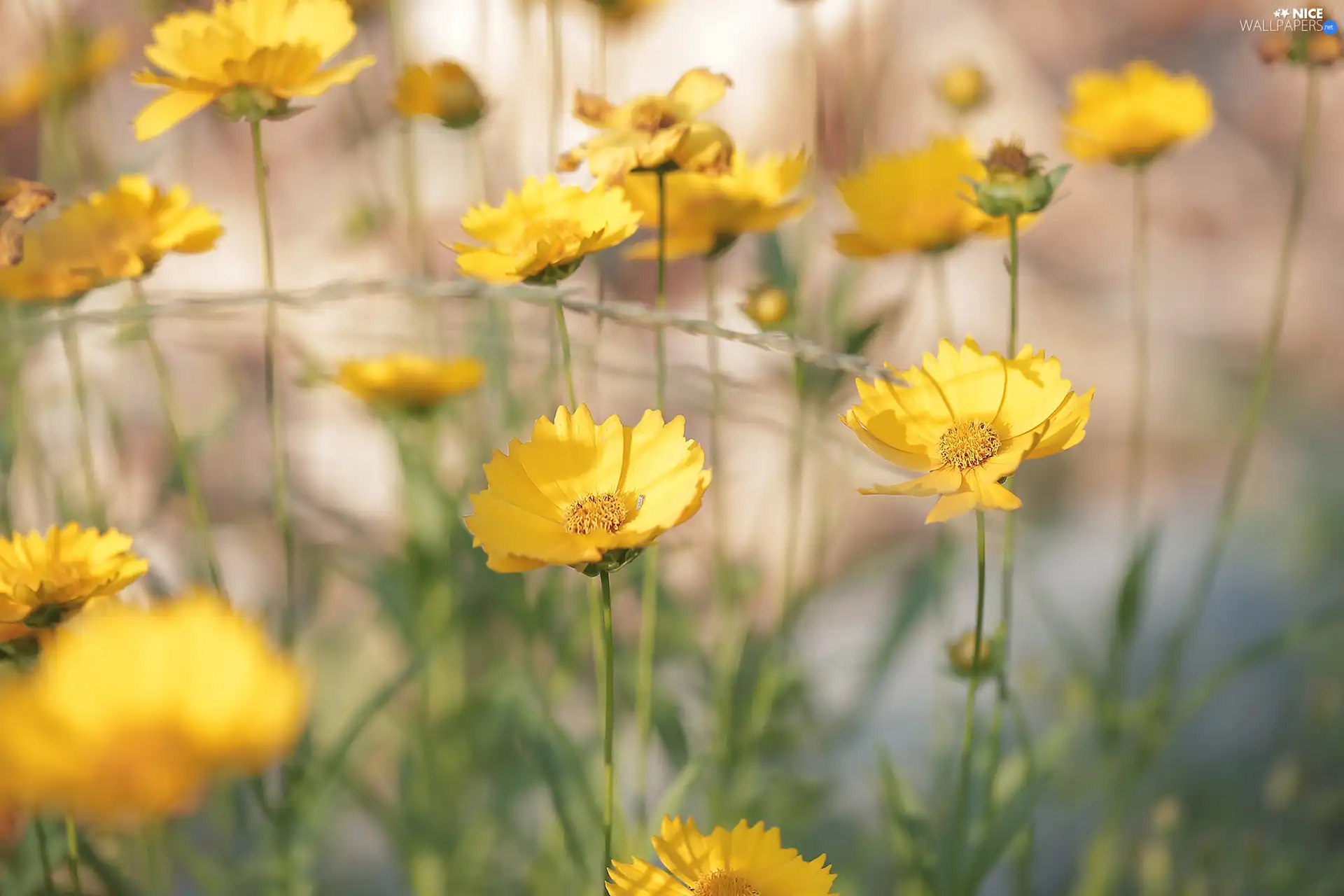 Yellow, Calliopsis, rapprochement, Flowers